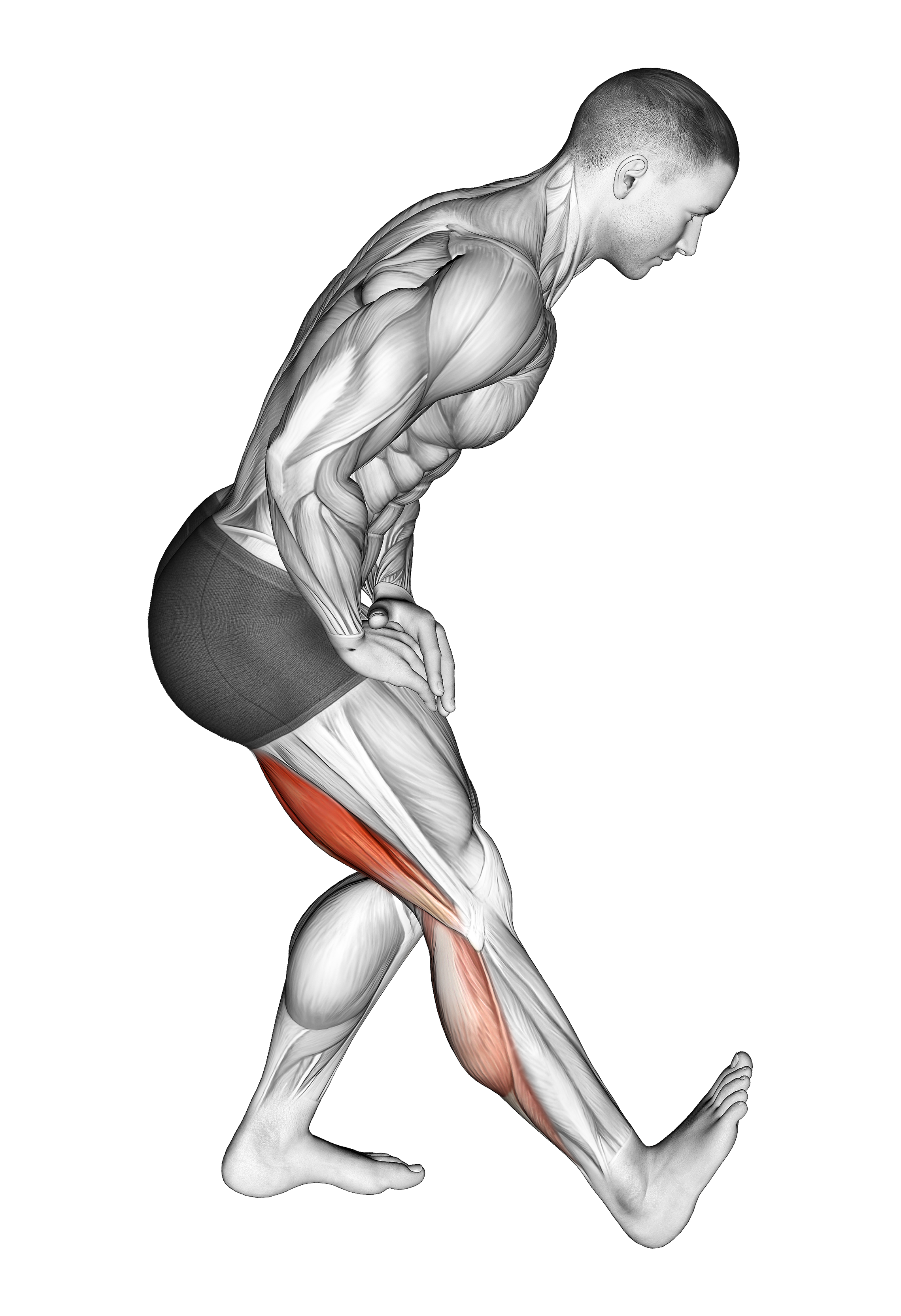 Standing Toe Up Hamstring Stretch