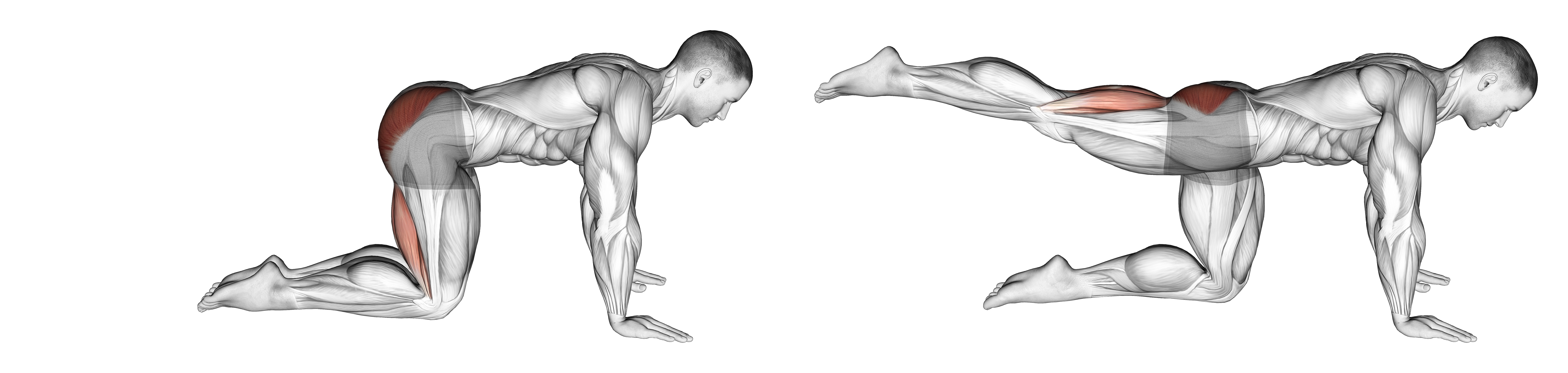 Straight Leg Kickback (kneeling)
