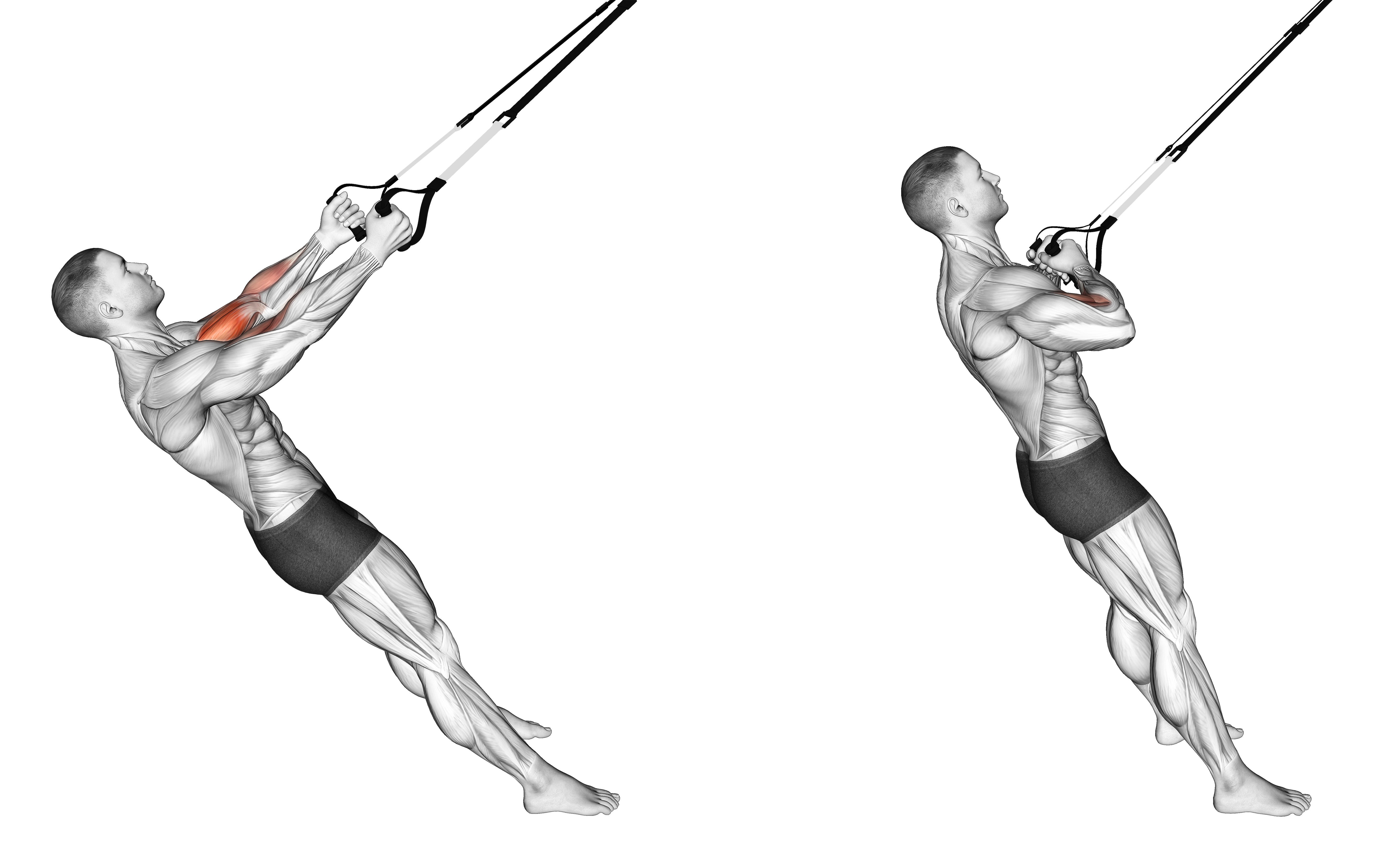 Suspender Biceps Curl