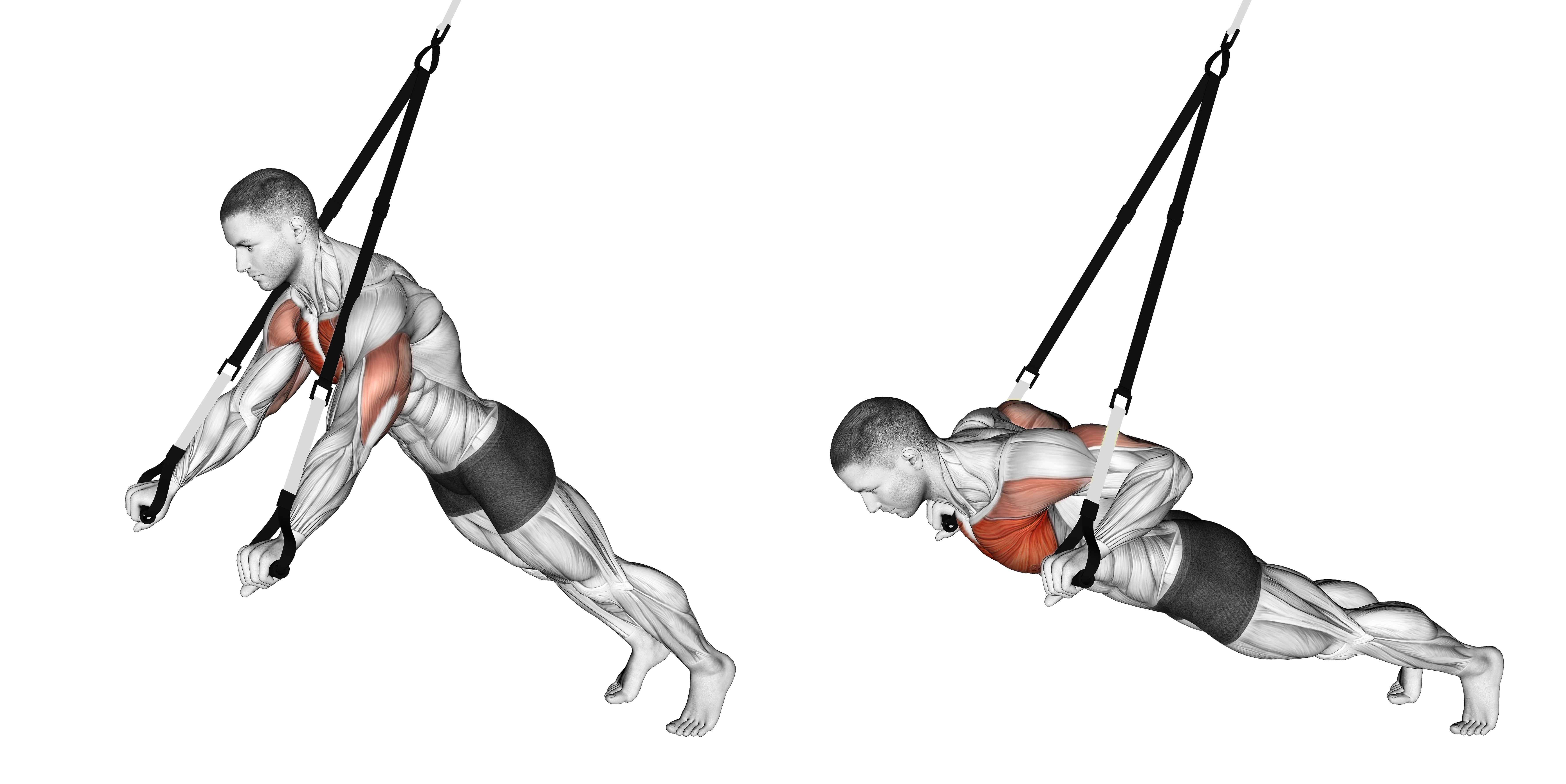 Suspension Chest Press