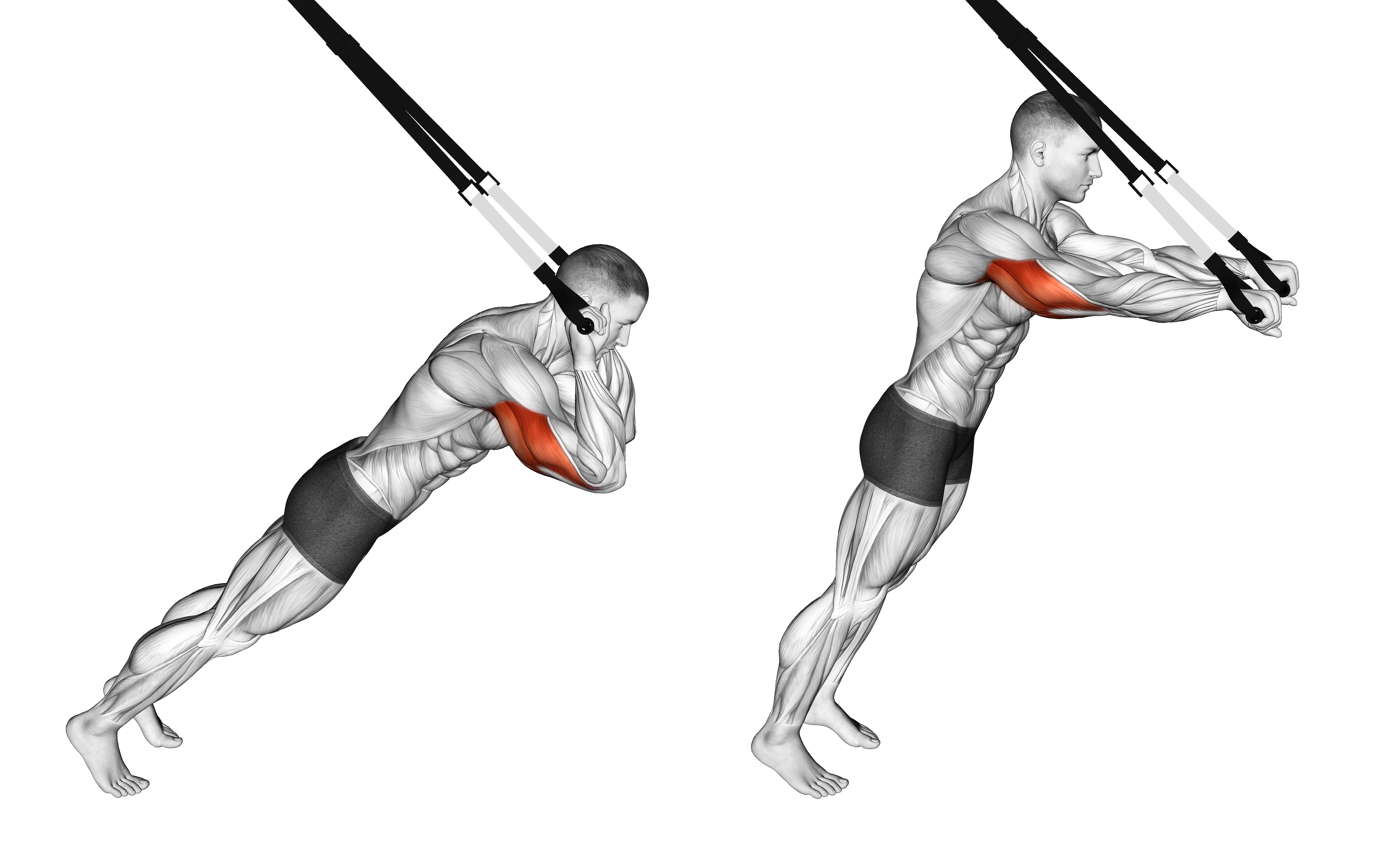 Suspension Triceps Extension