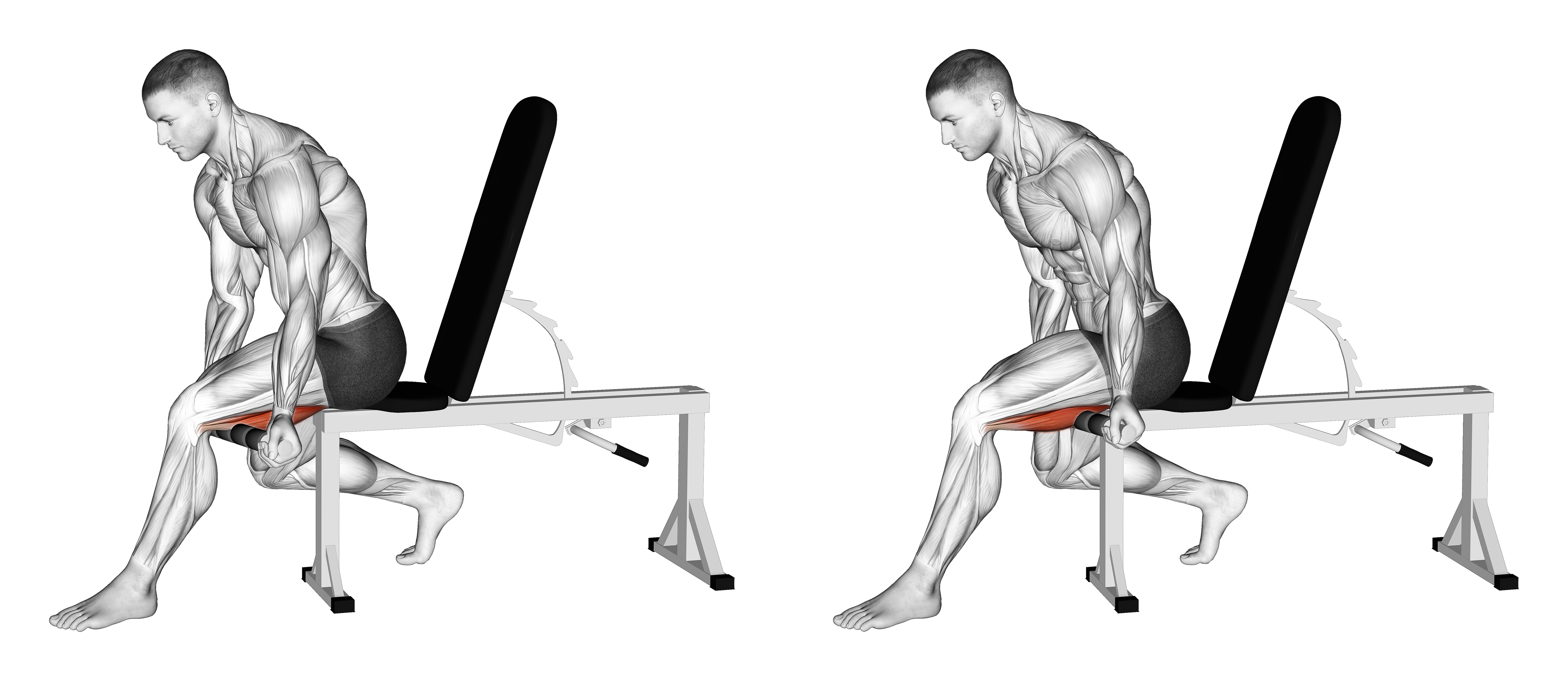 Tiger Tail Hamstring