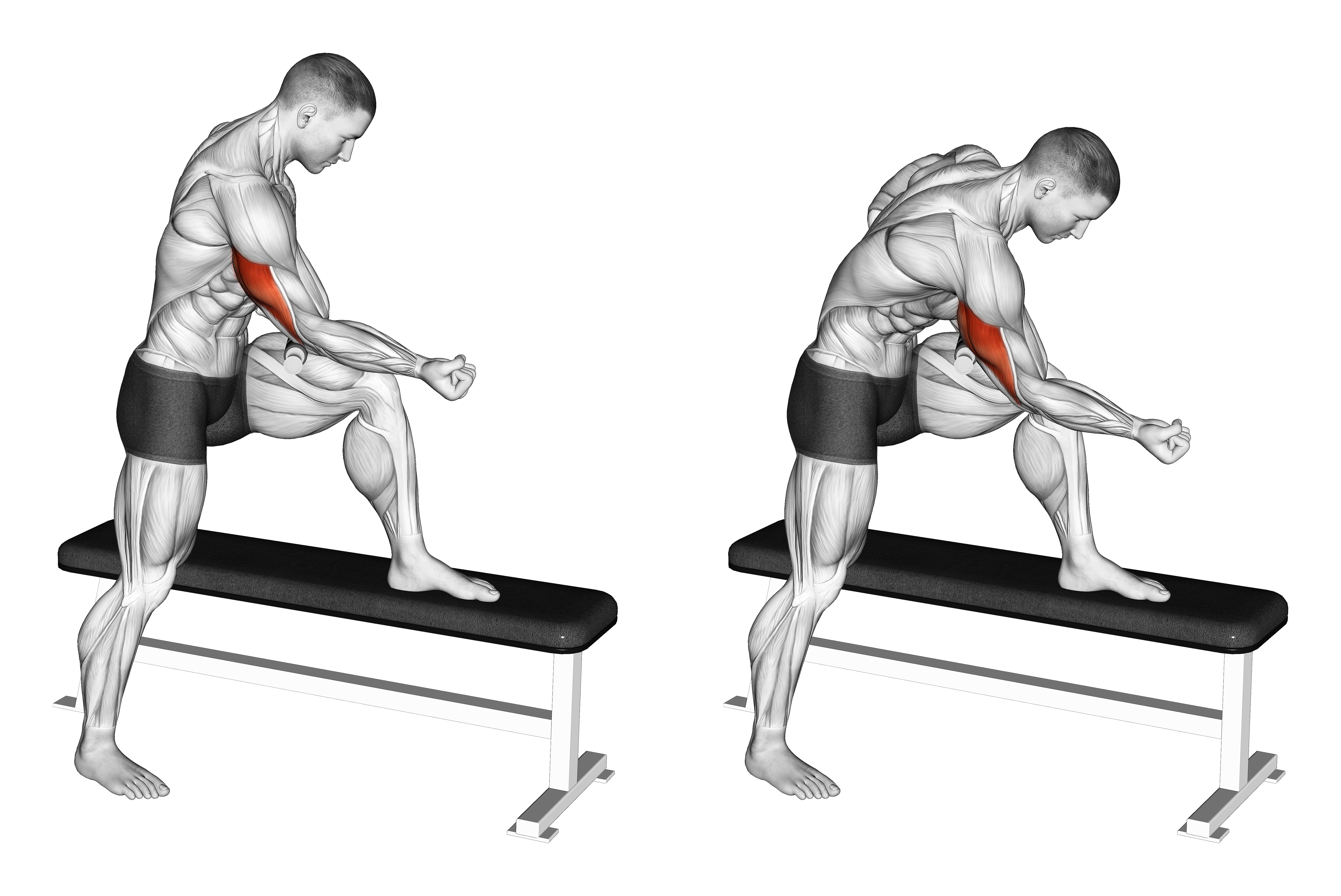 Tiger Tail Tricep
