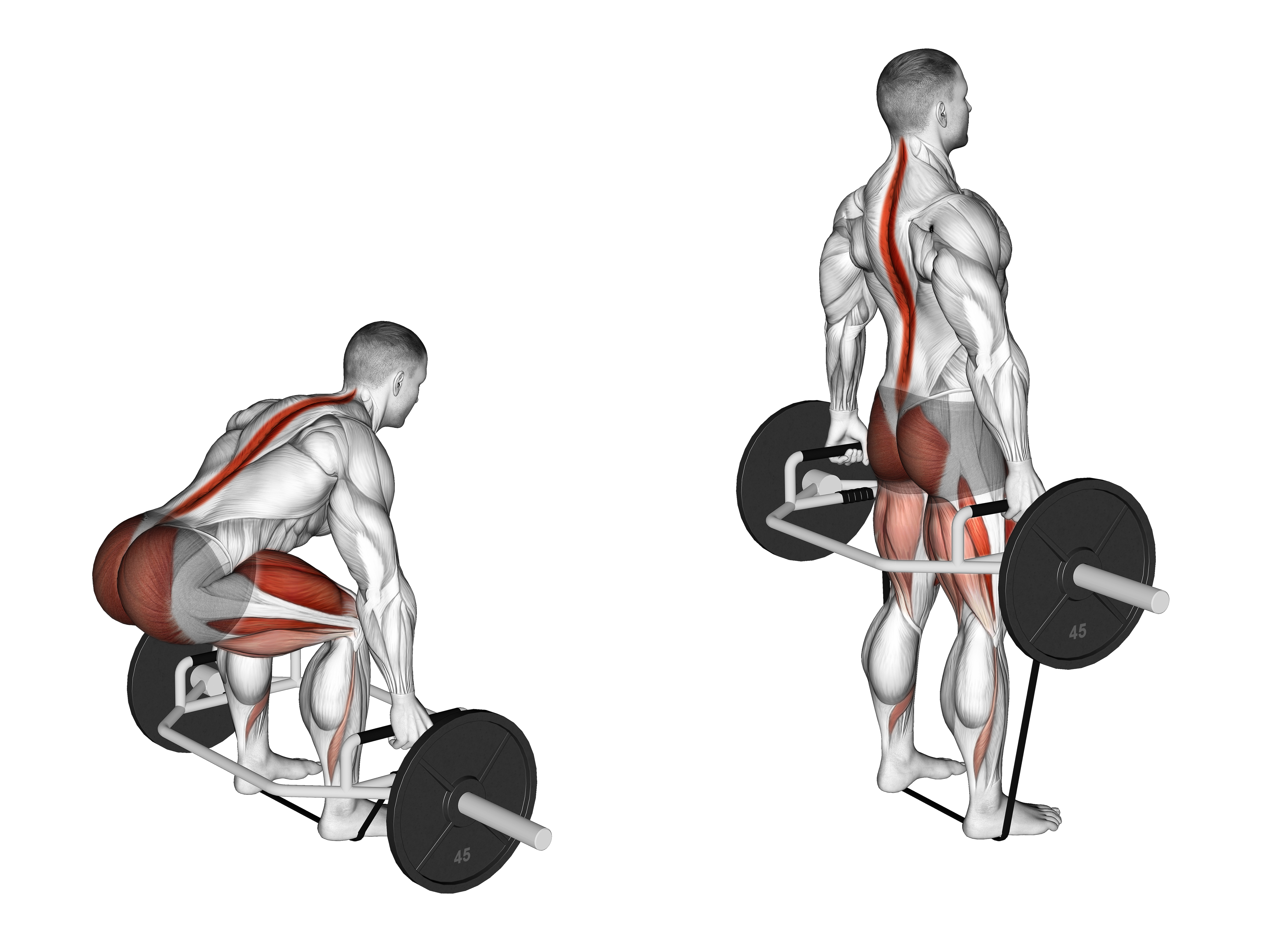 Trap Bar Banded Deadlift