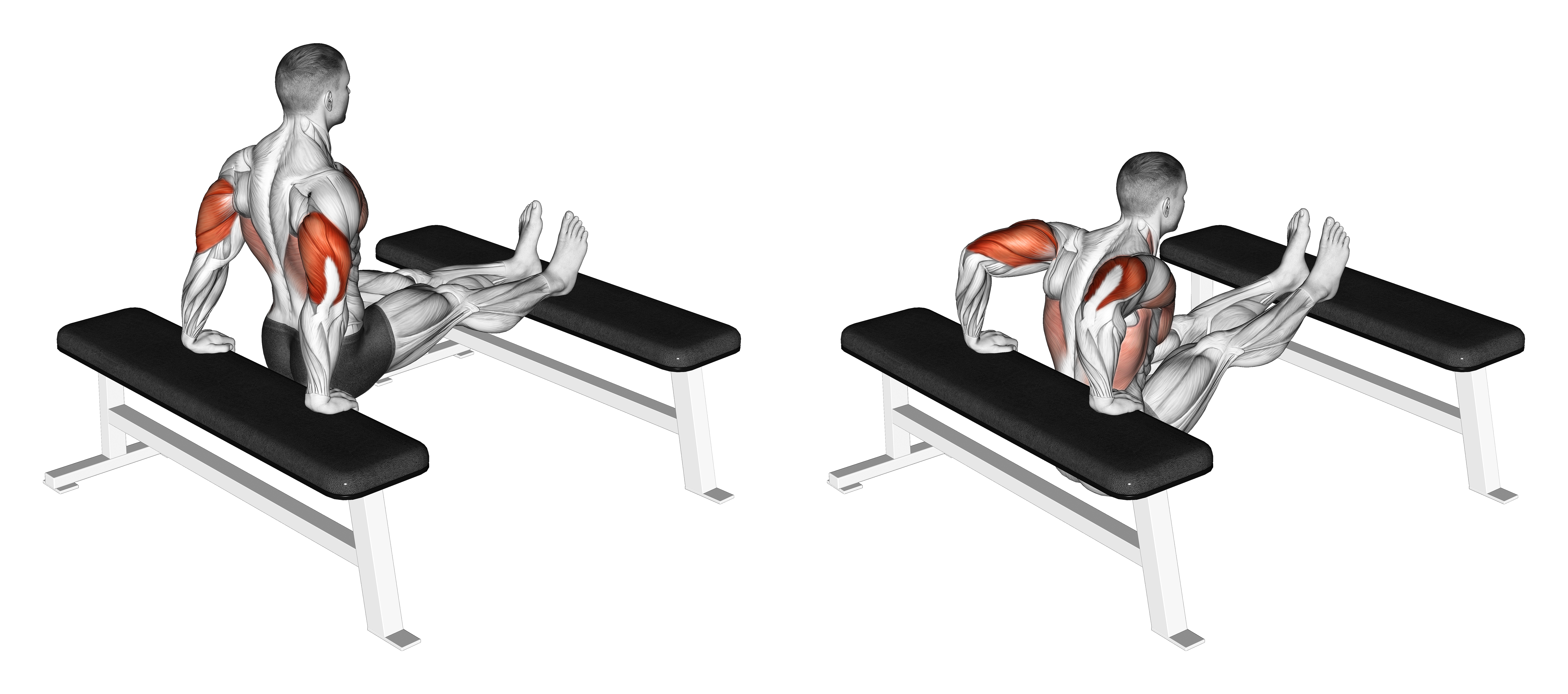 Triceps Dip (bench Leg)