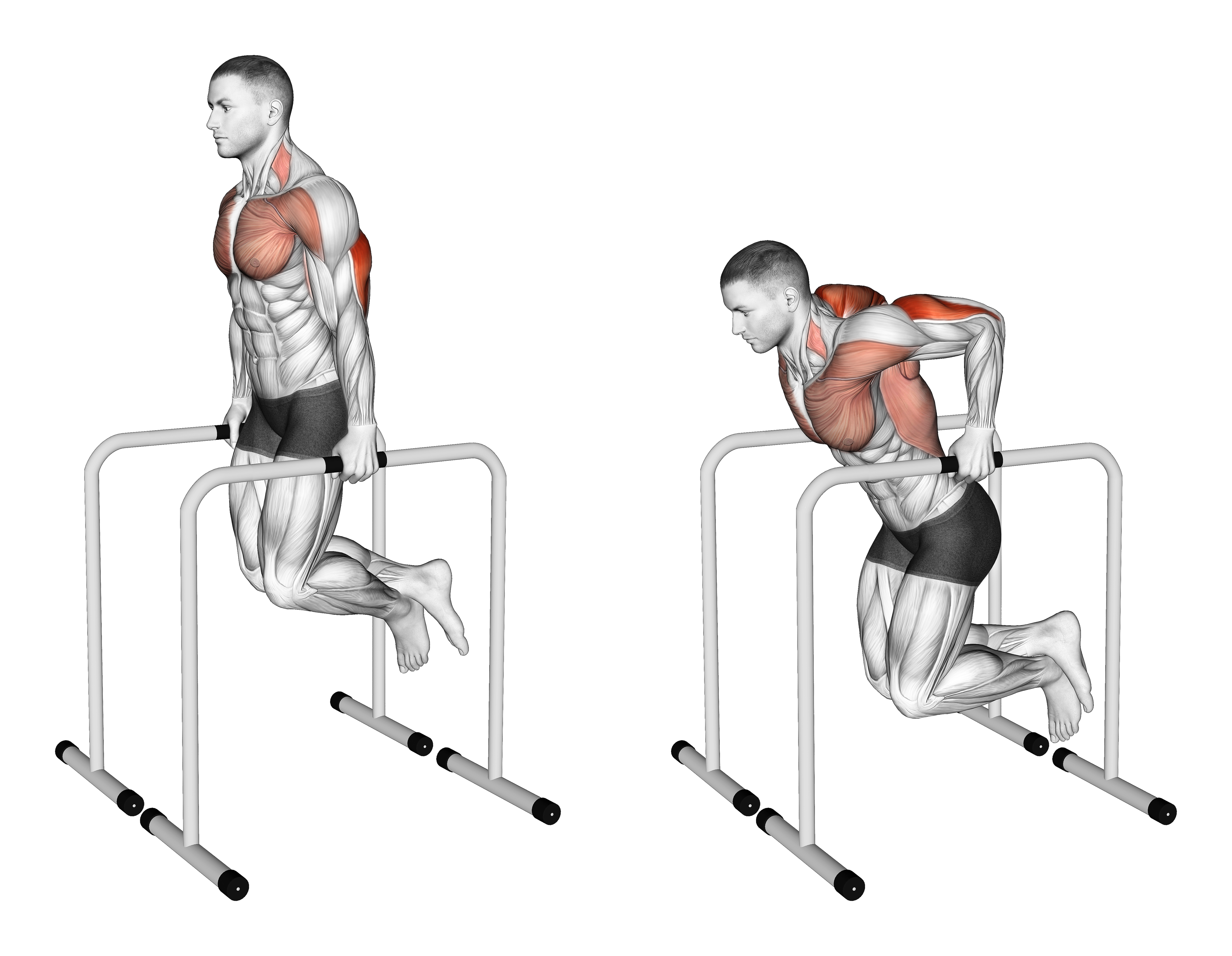 Triceps Dip On High Parallel Bars