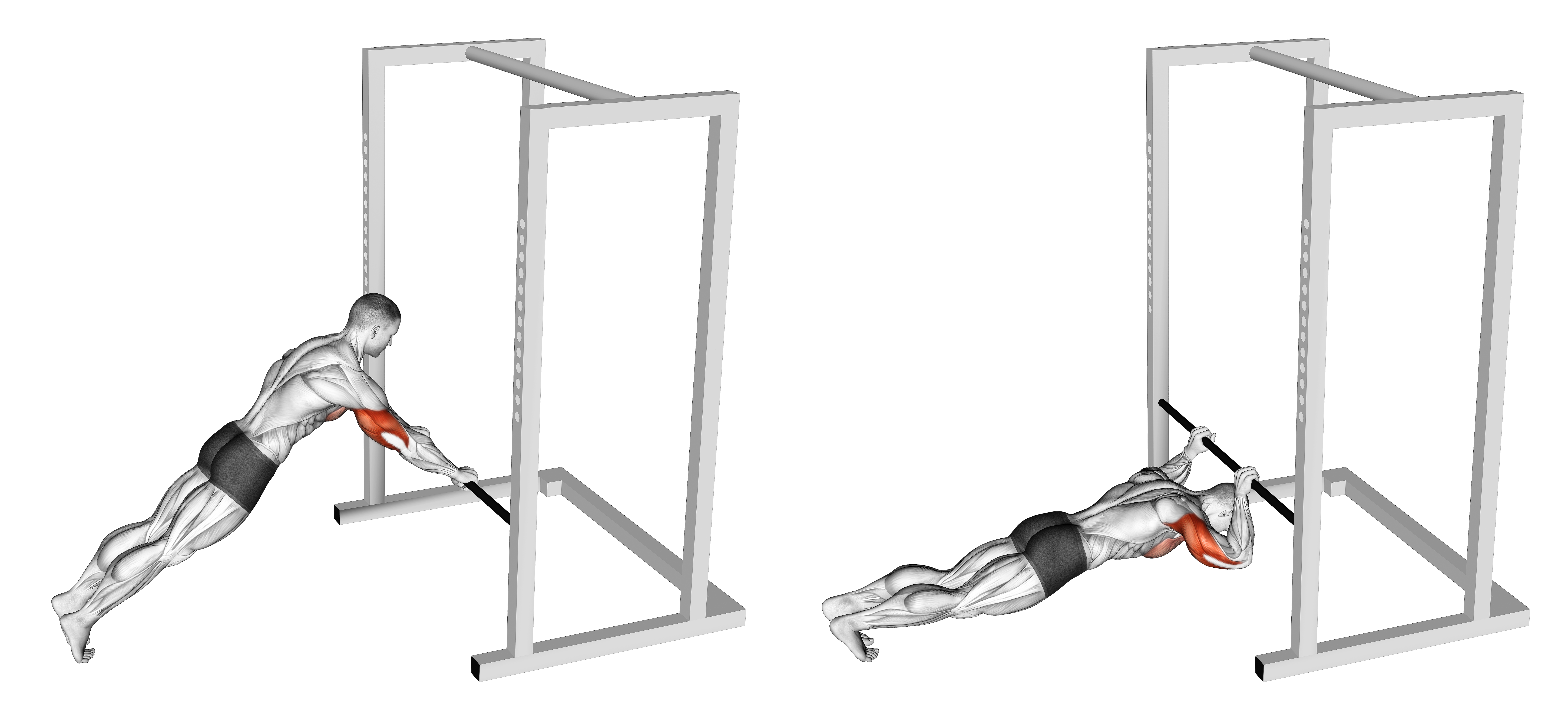 Triceps Press (low Bar Position)