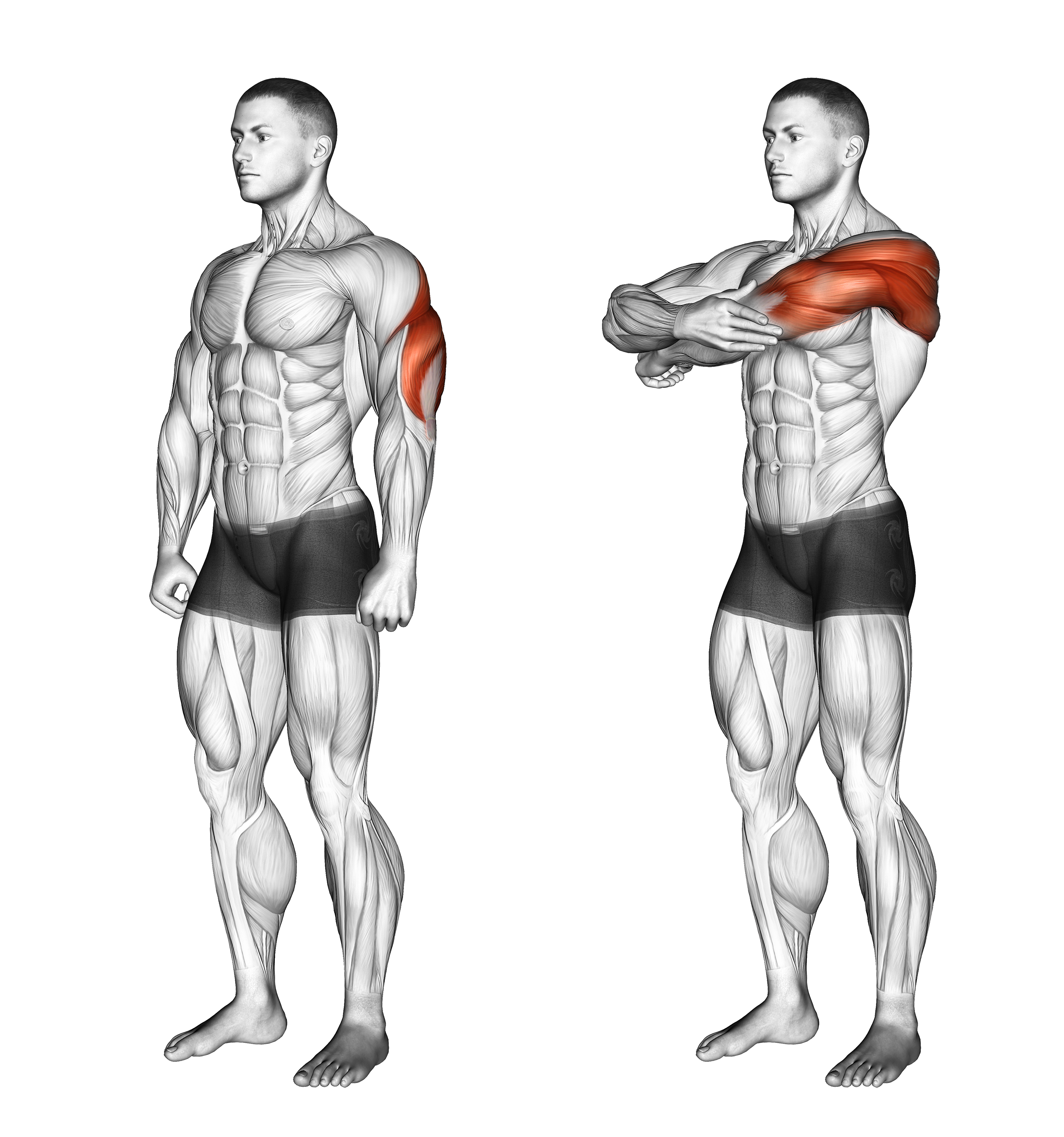 Triceps Stretch