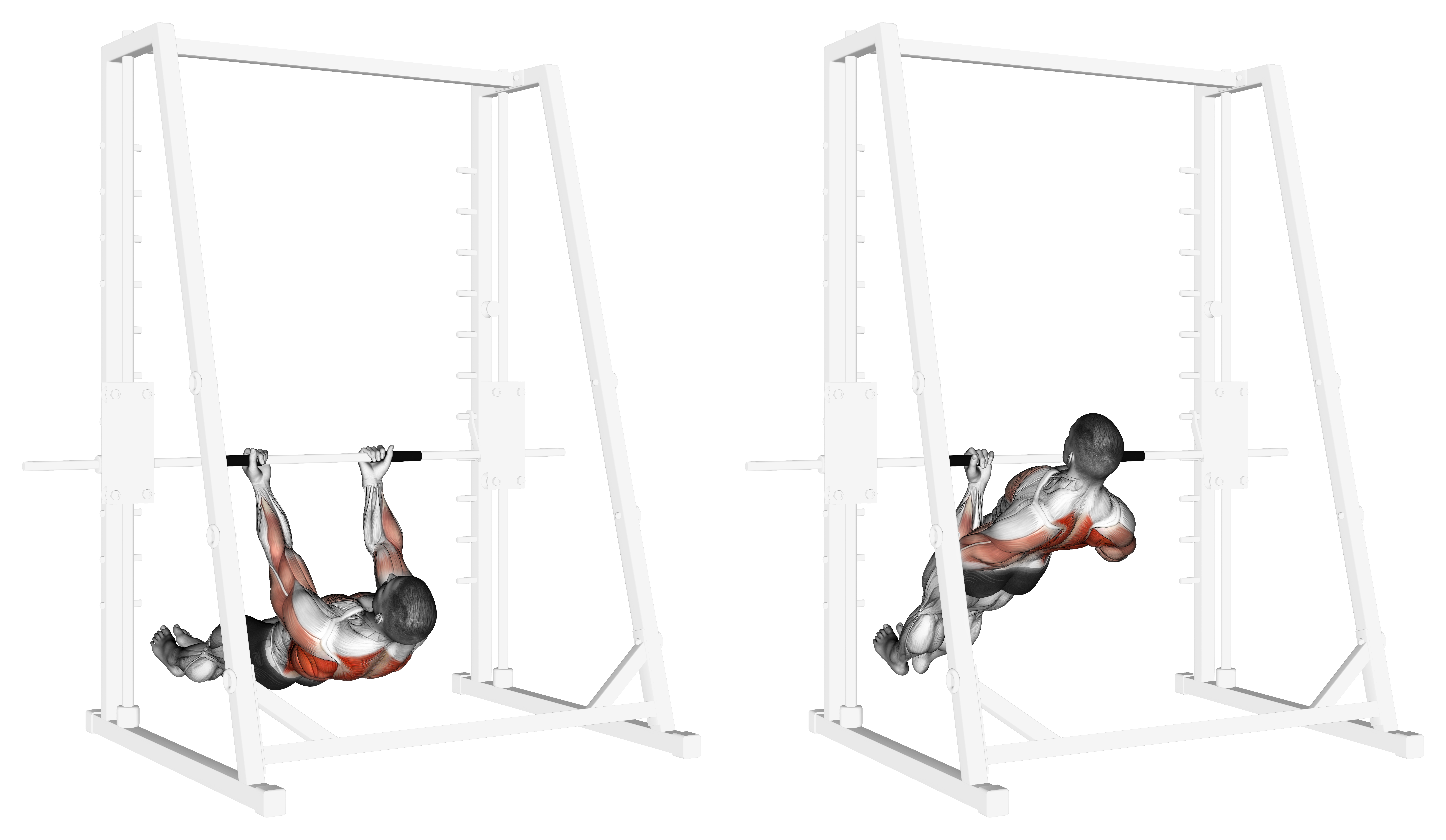 Underhand Grip Inverted Back Row