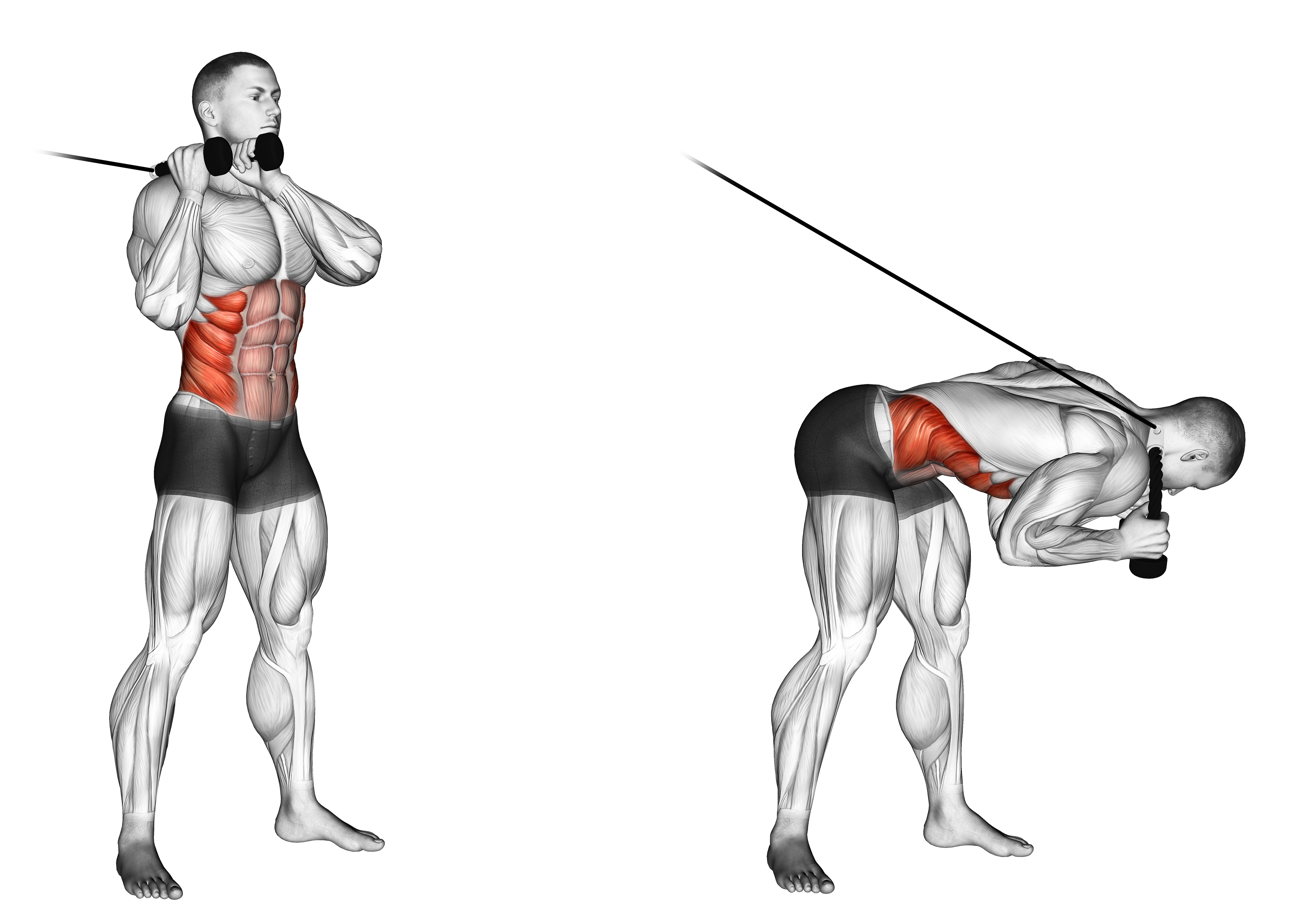 Cable Judo Flip Waist Max