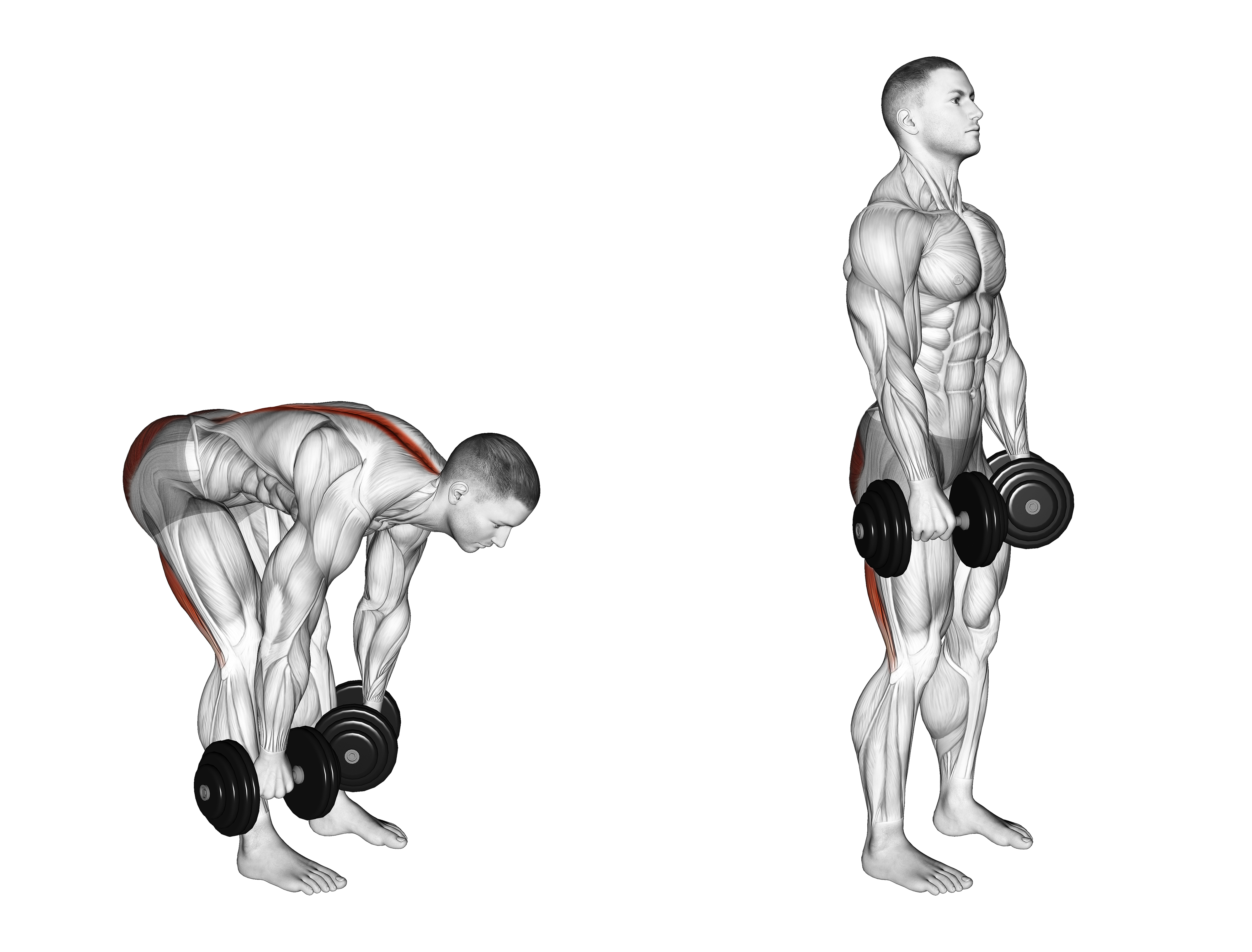 Dumbbell Straight Leg Deadlift