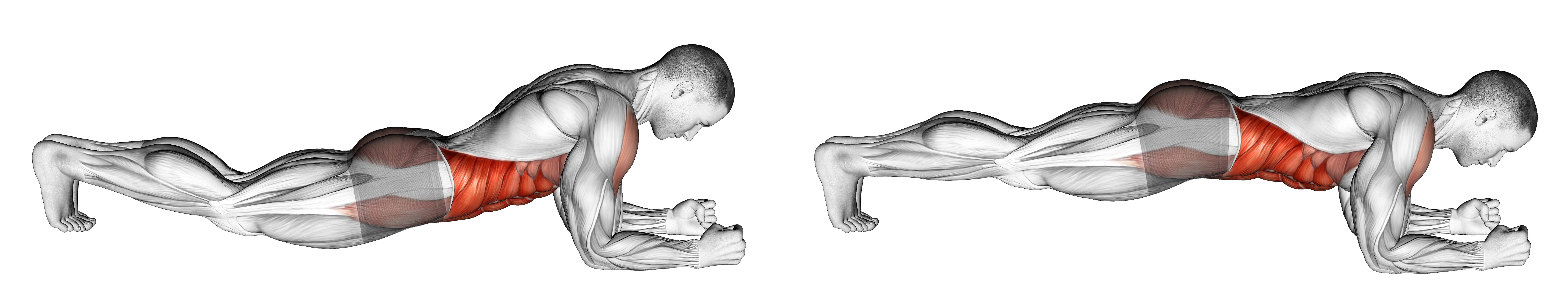 Front Plank Waist Fix Max