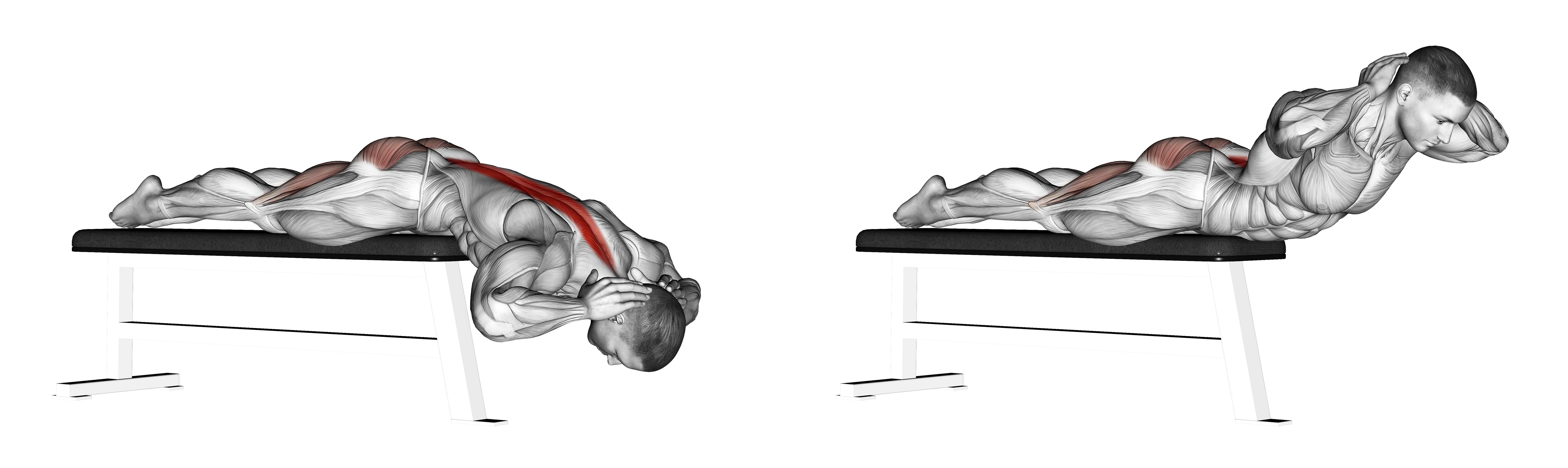 Hyperextension (on Bench)