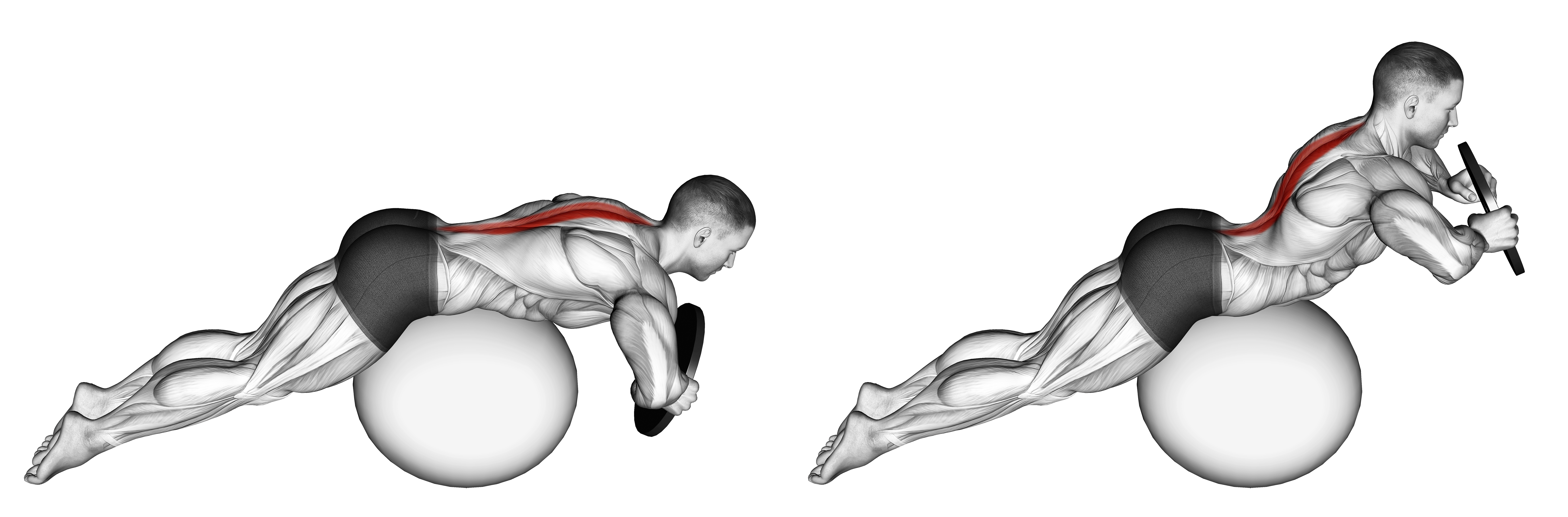 Weighted Hyperextension (on Stability Ball)