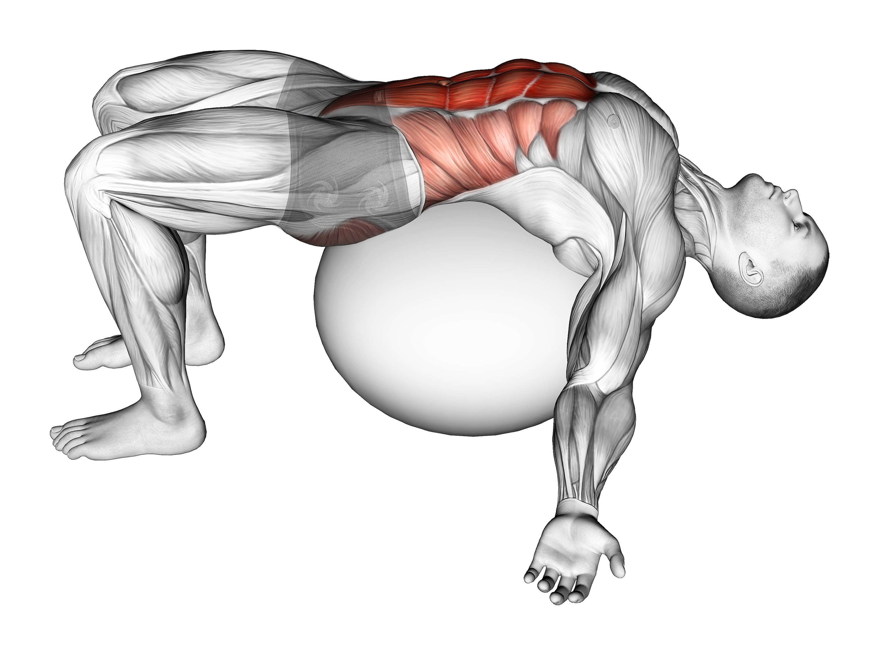 Exercise Ball Back Stretch