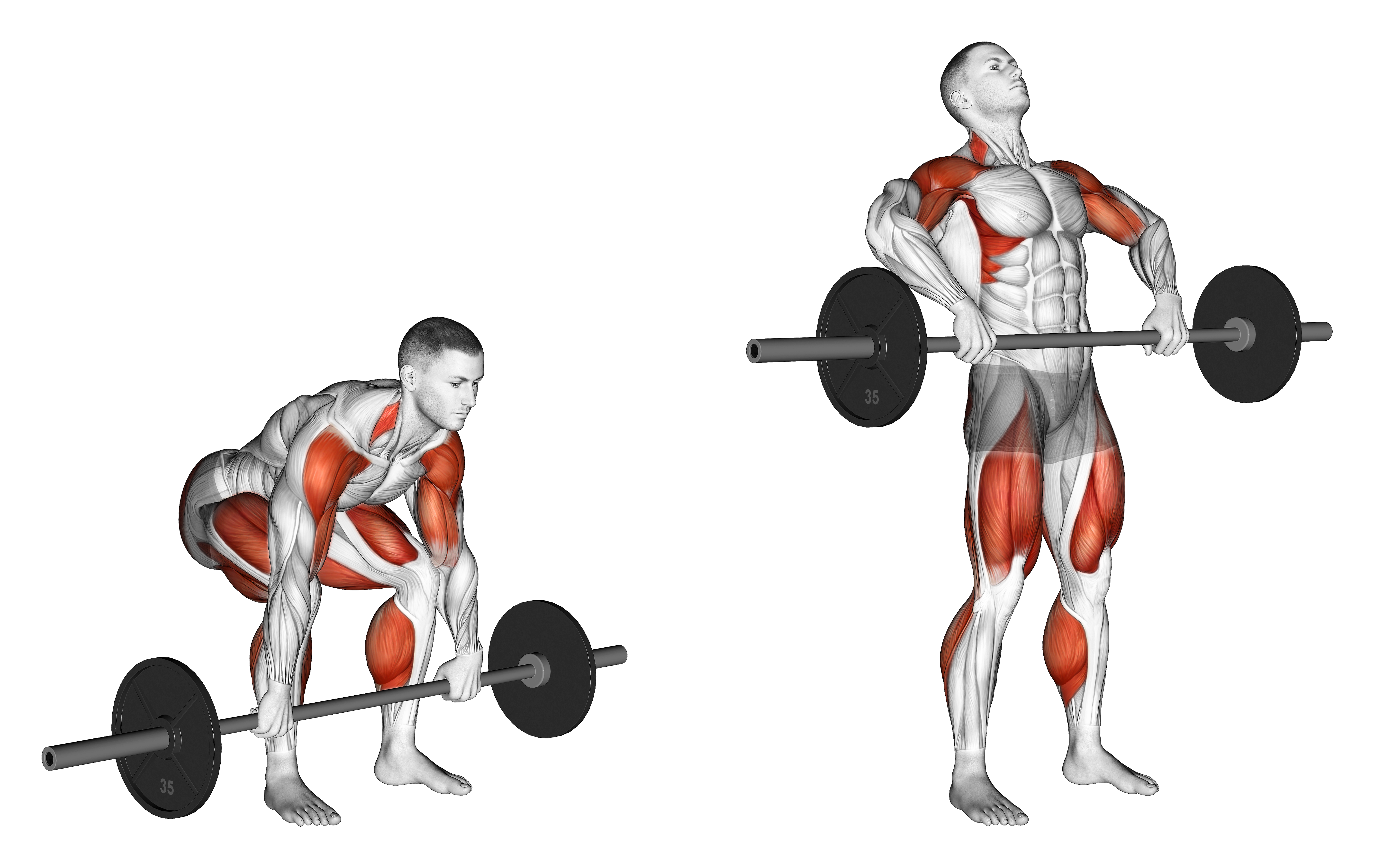 Barbell Clean Pull Weightlifts Max