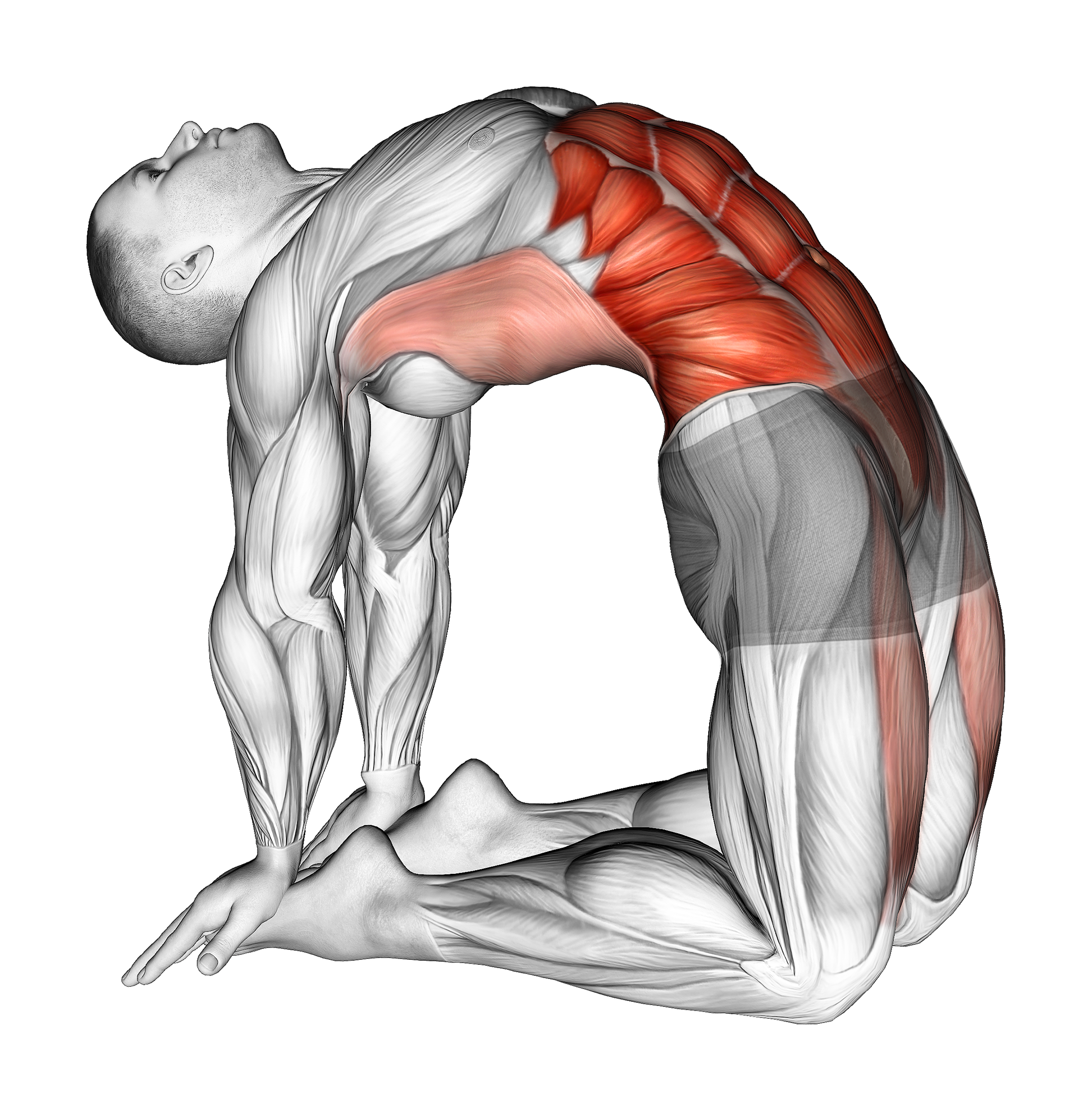 Hip Extension On Knees