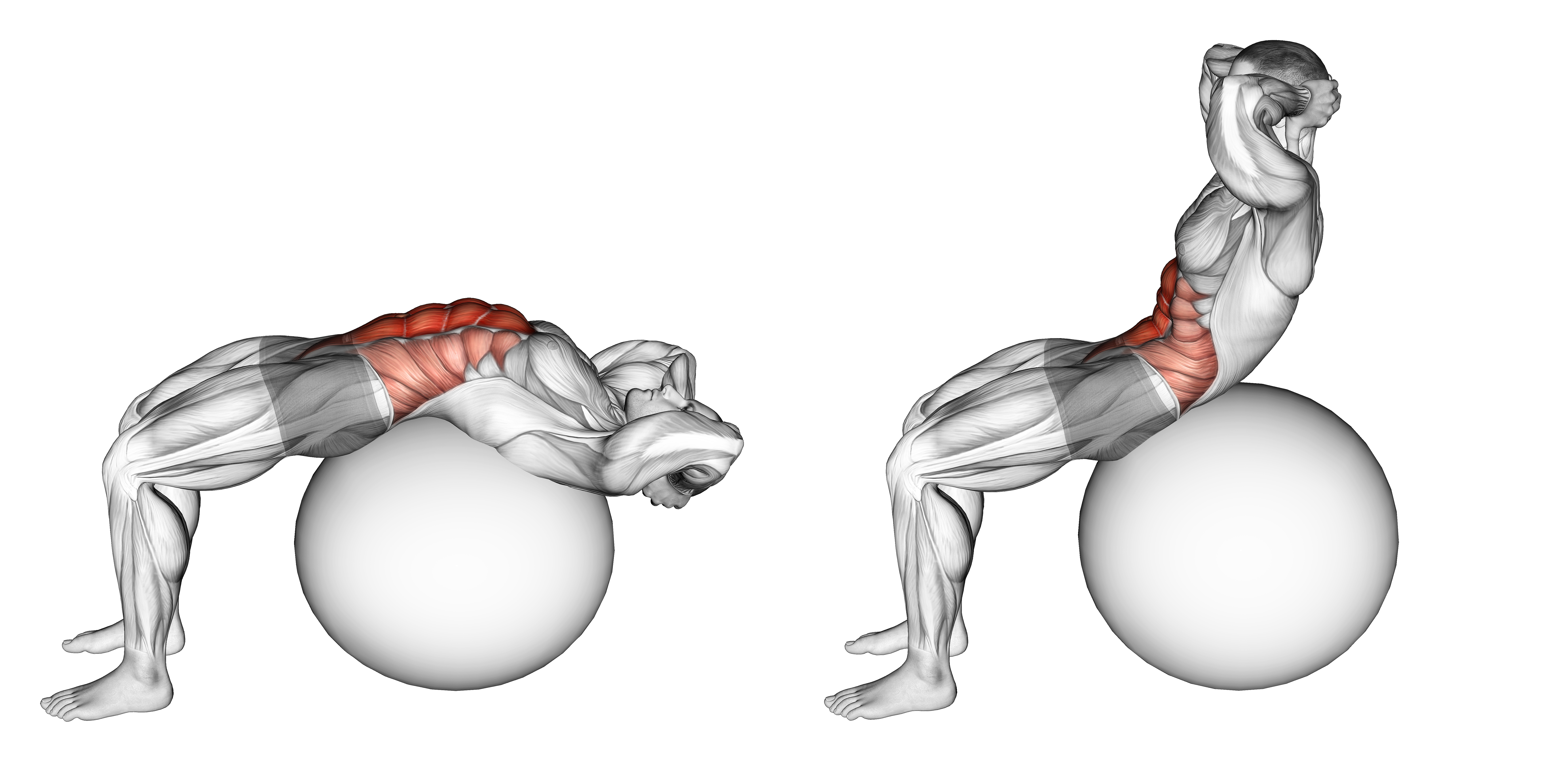 Stability Ball Crunch (full Range Hands Behind Head)