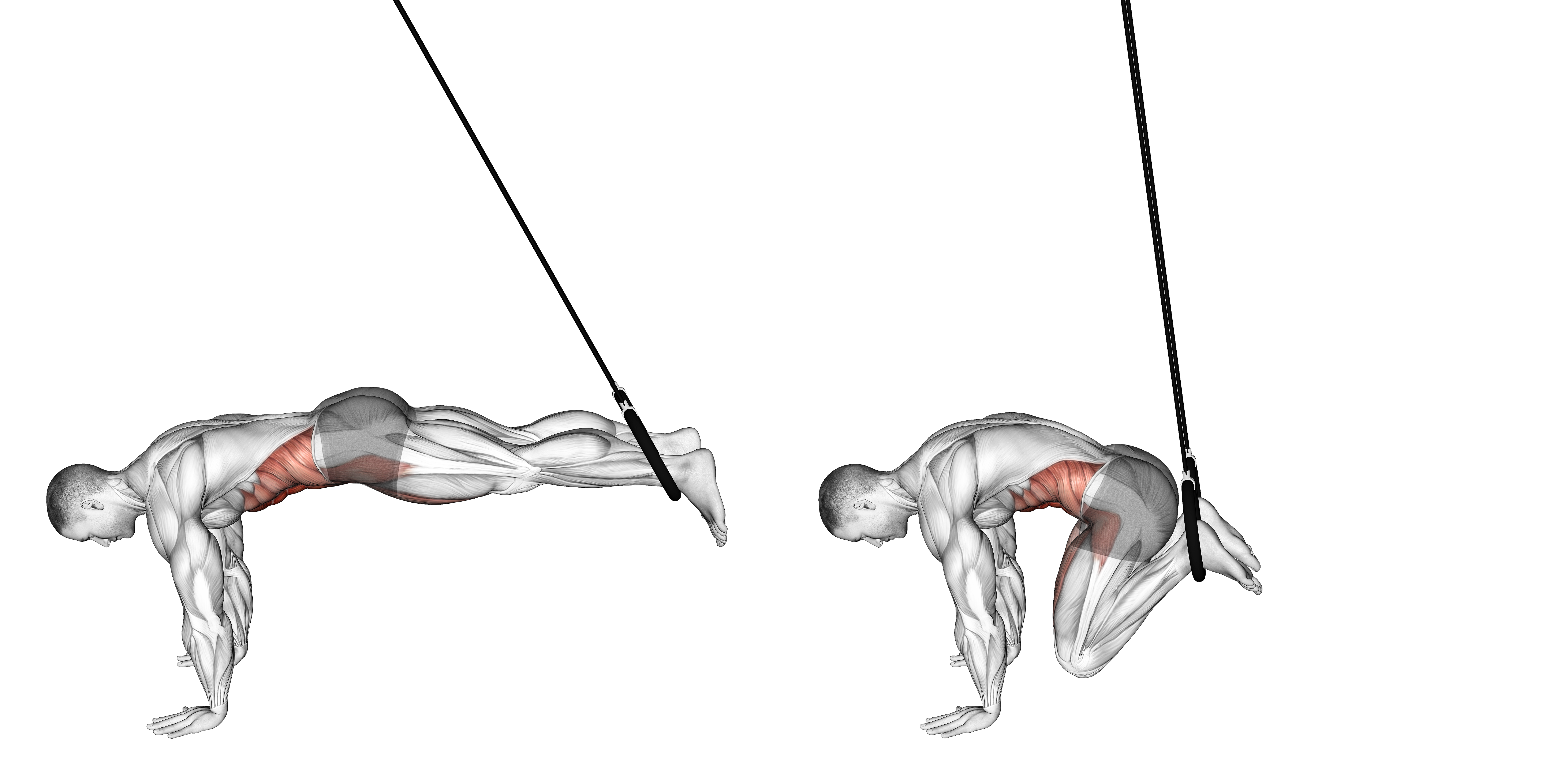 Ring Reverse Ab Rollout