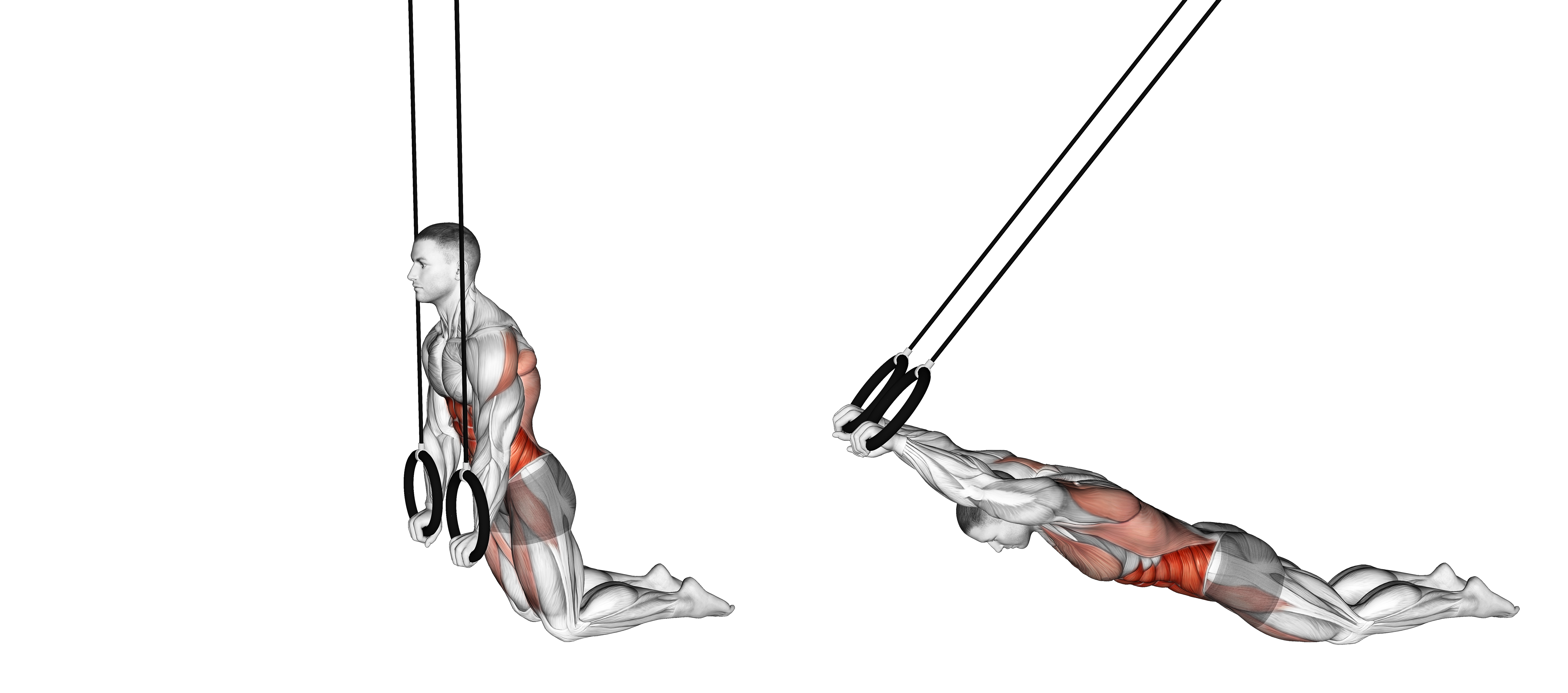 Ring Kneeling Ab Rollout