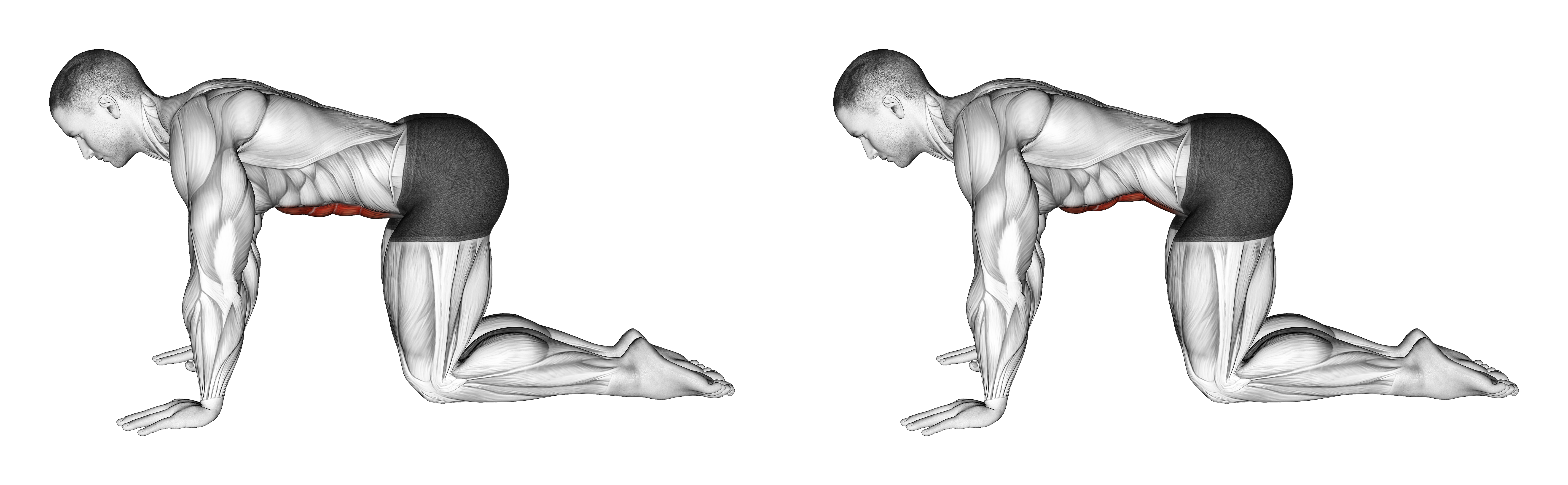 Kneeling Abdominal Draw In