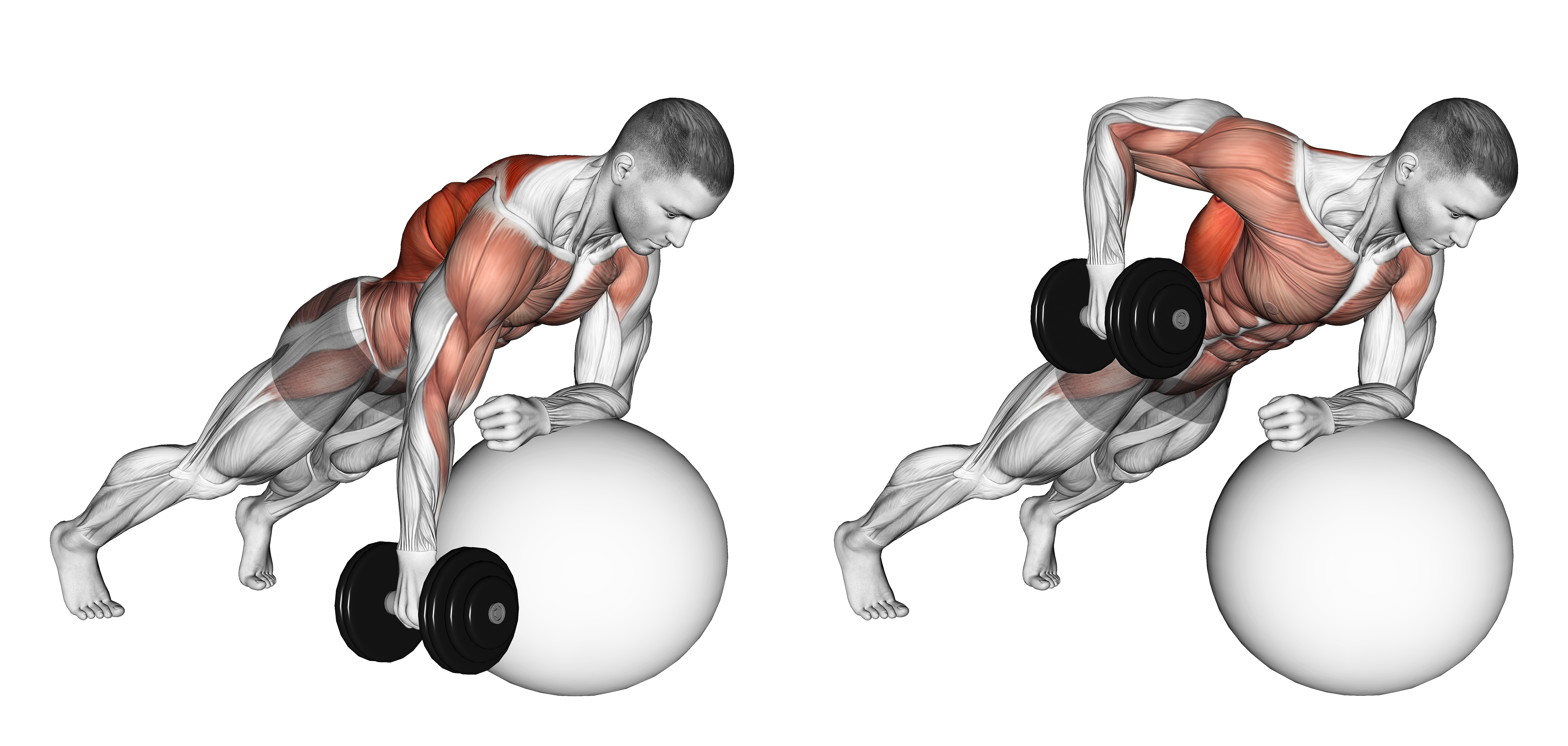 Dumbbell Renegade Row On Stability Ball