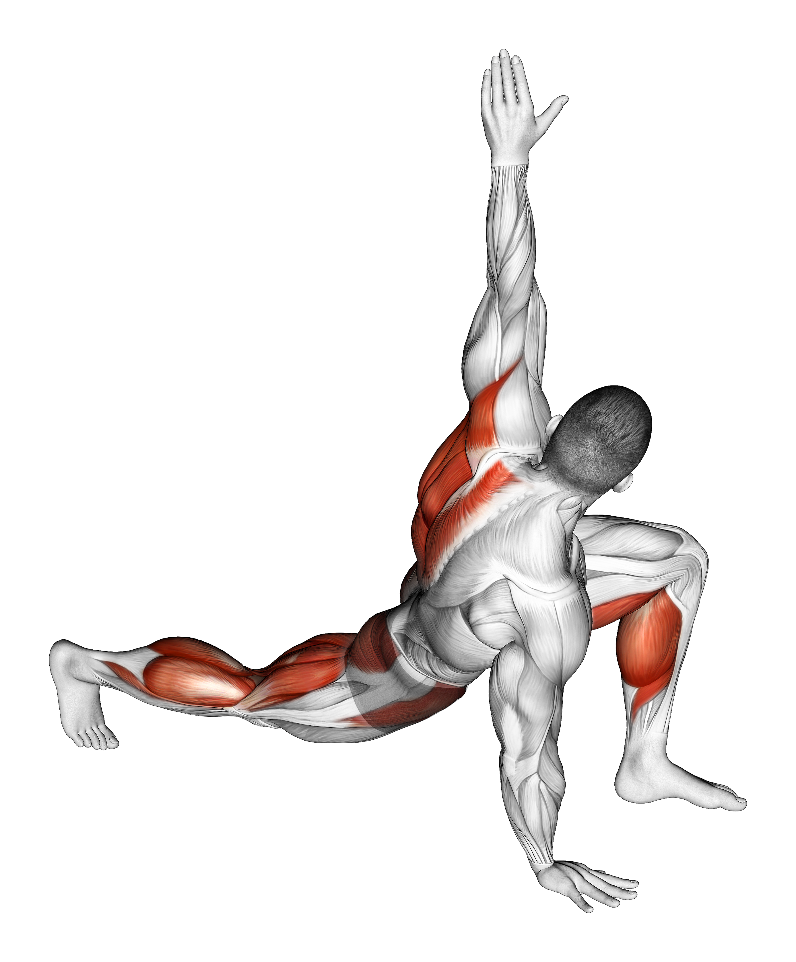 Warming Up In Lunge (five)