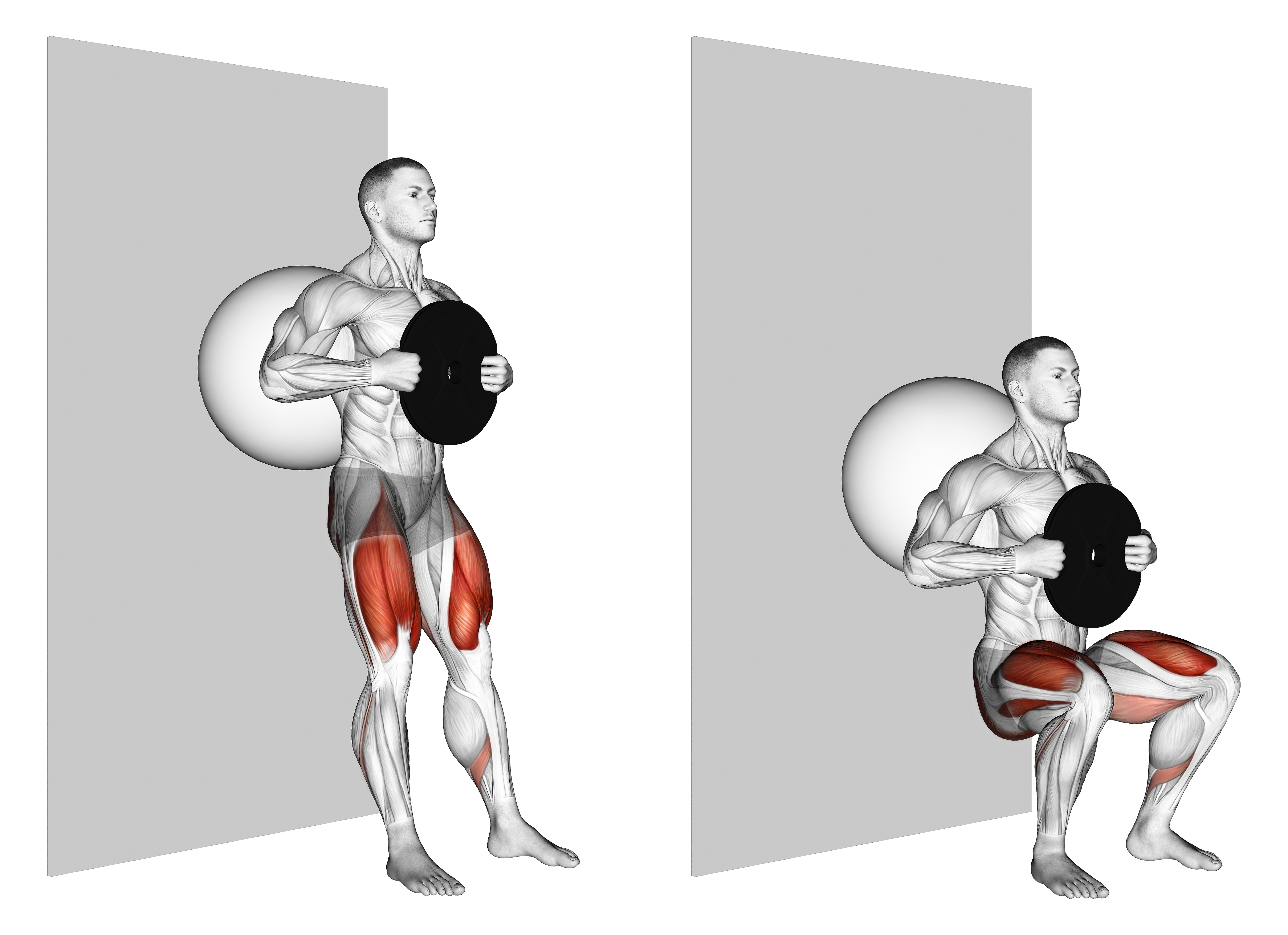 Weighted Exercise Ball Wall Squat