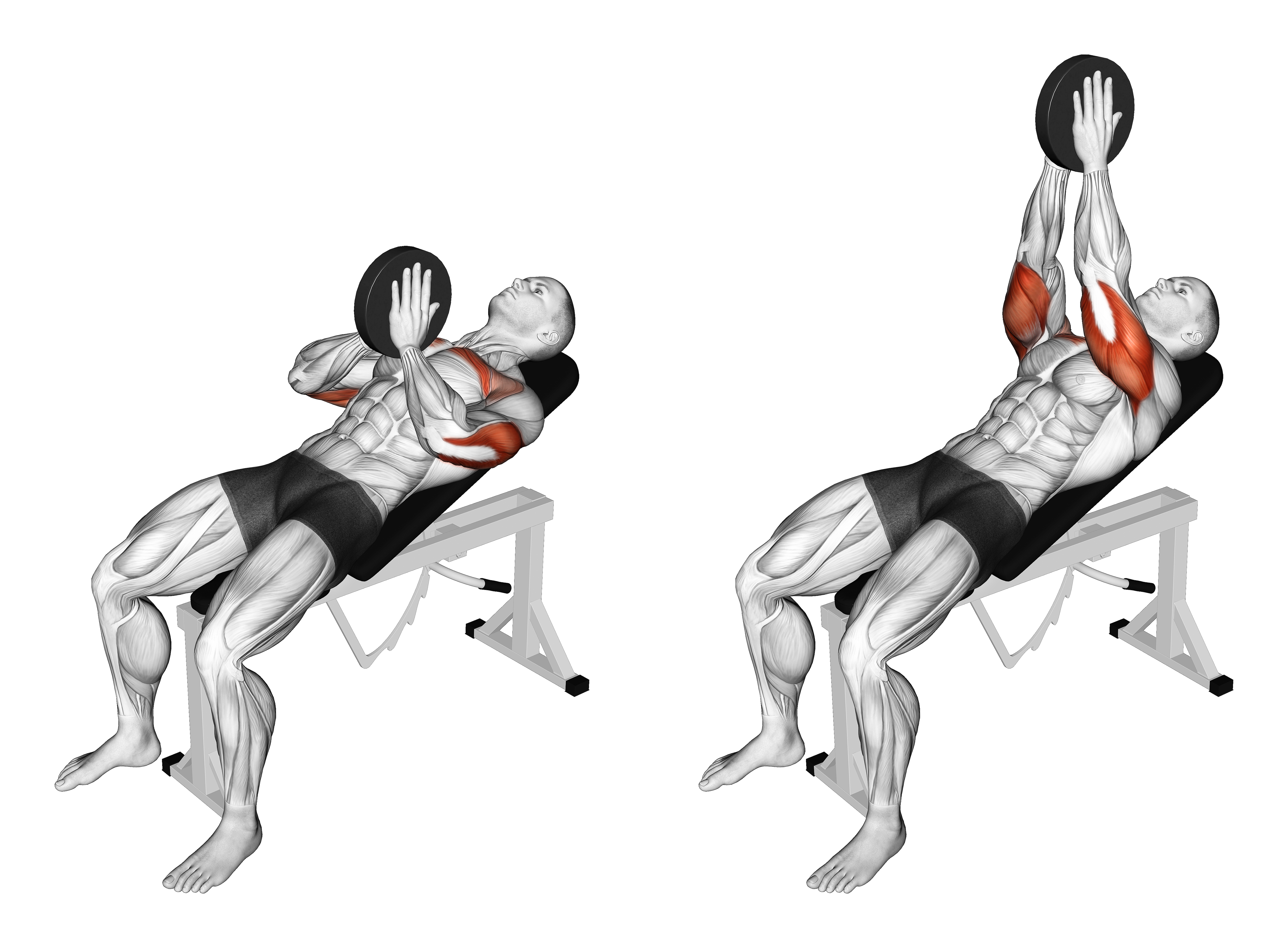 Weighted Incline Svend Press
