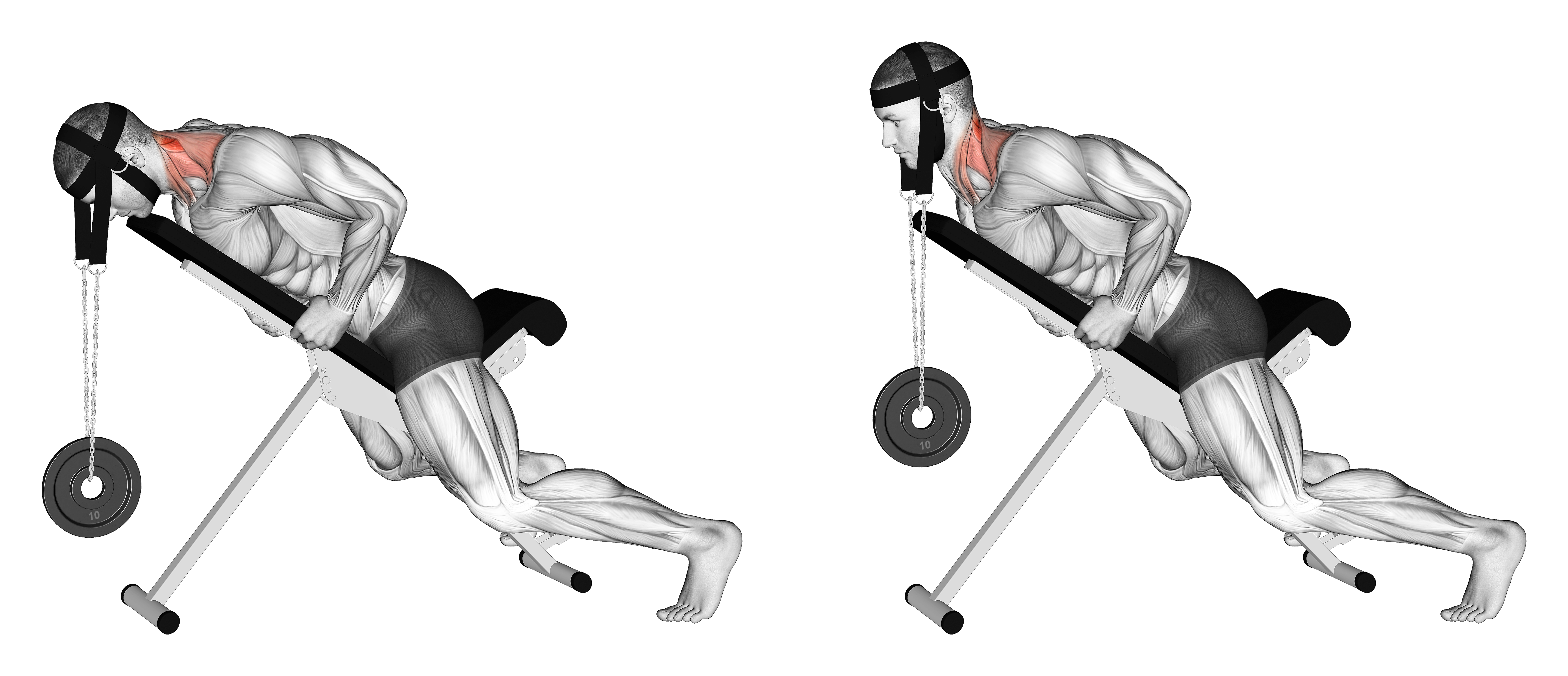 Weighted Lying Neck Extension (with Head Harness)