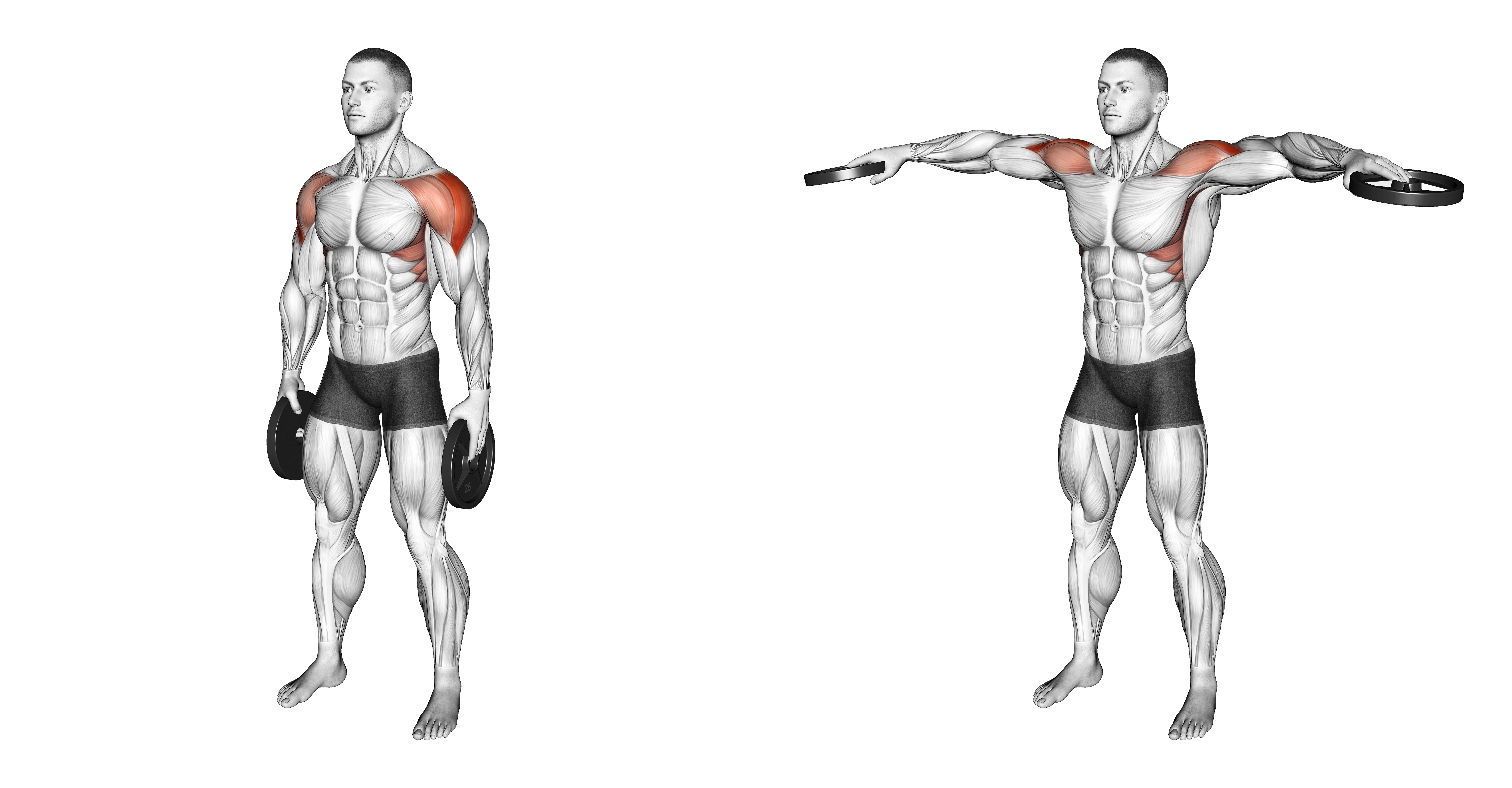 Weighted Plate Standing Lateral Raise
