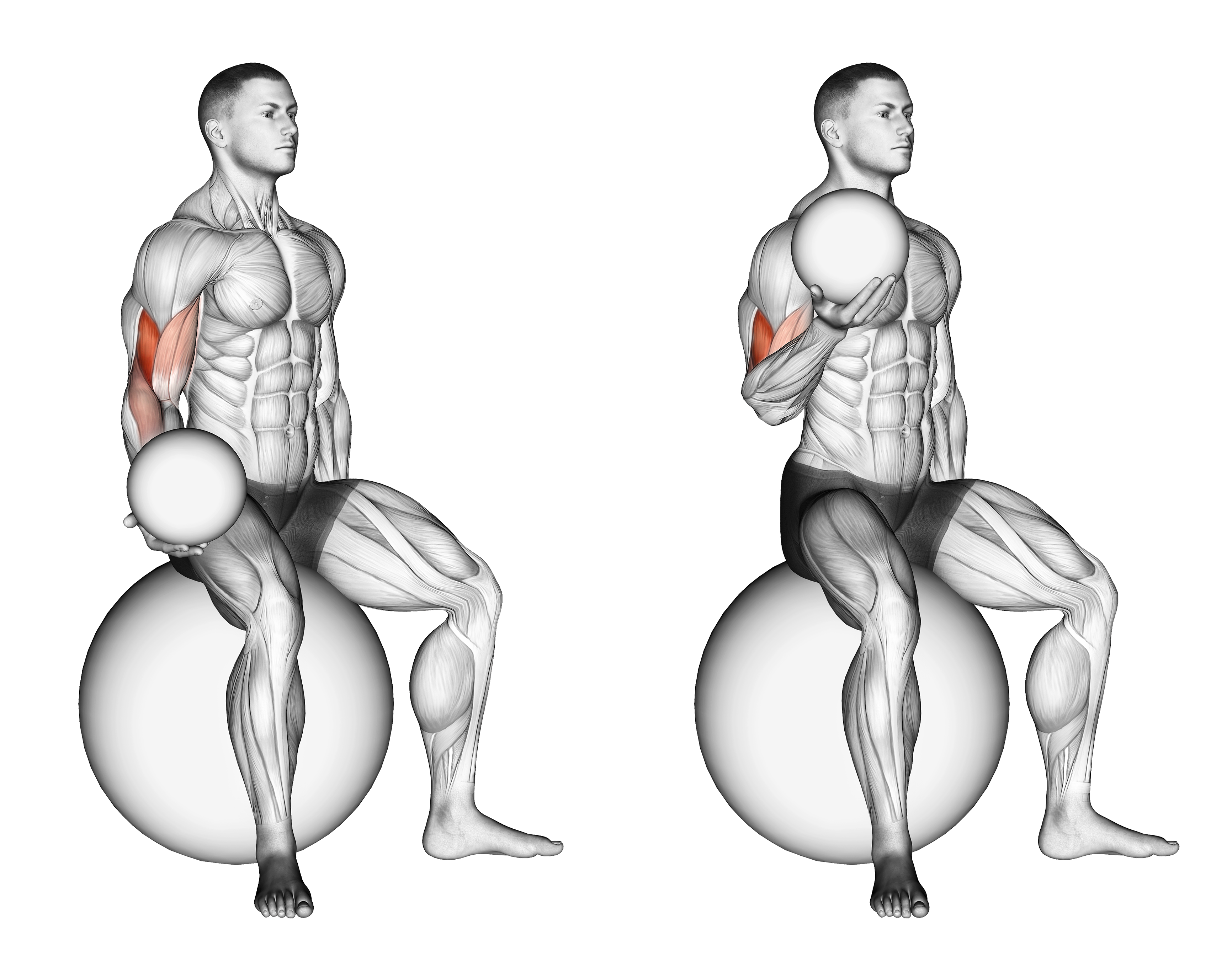 Weighted Seated Bicep Curl (on Stability Ball)