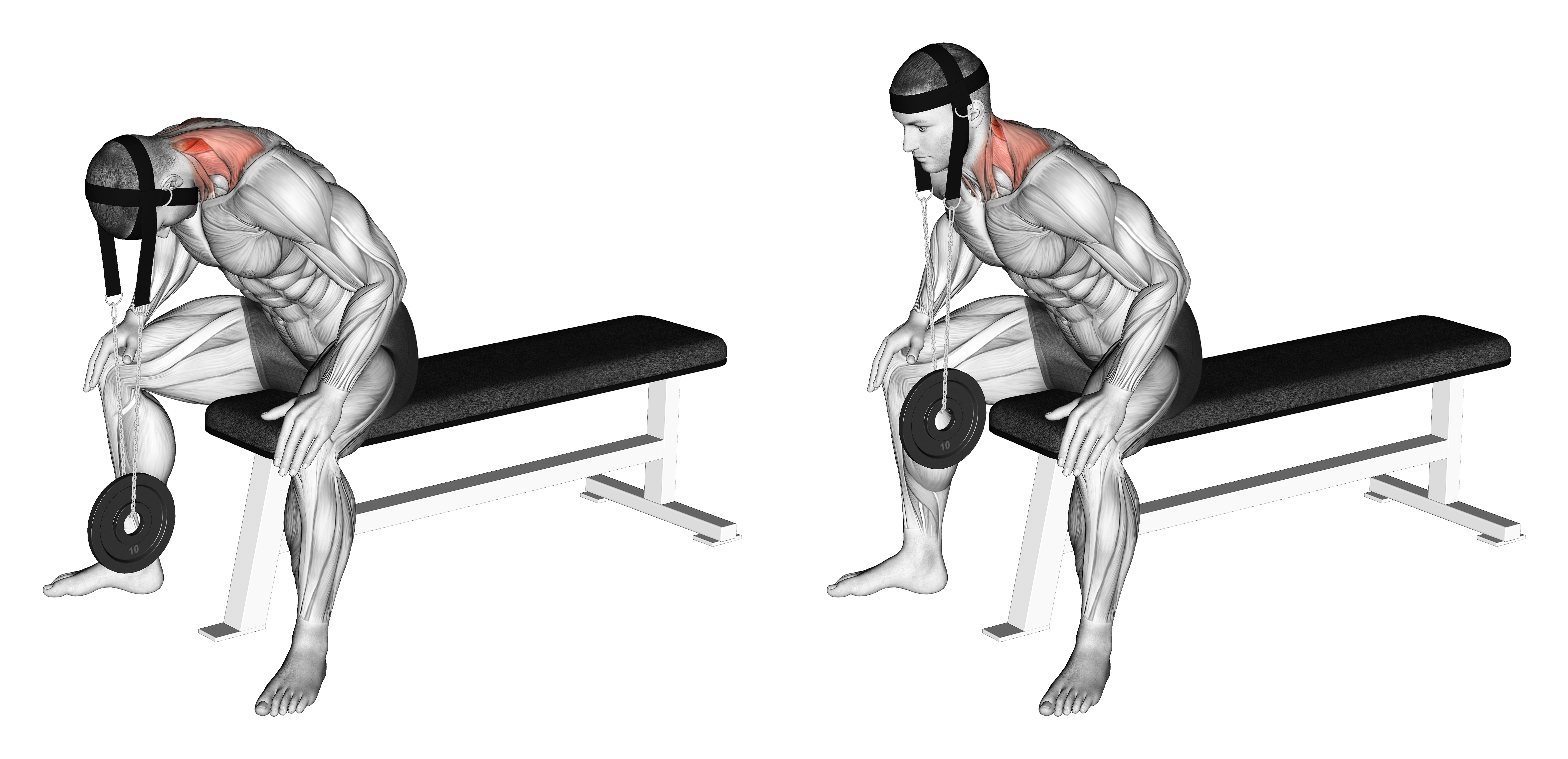 Weighted Seated Neck Extension (with Head Harness)