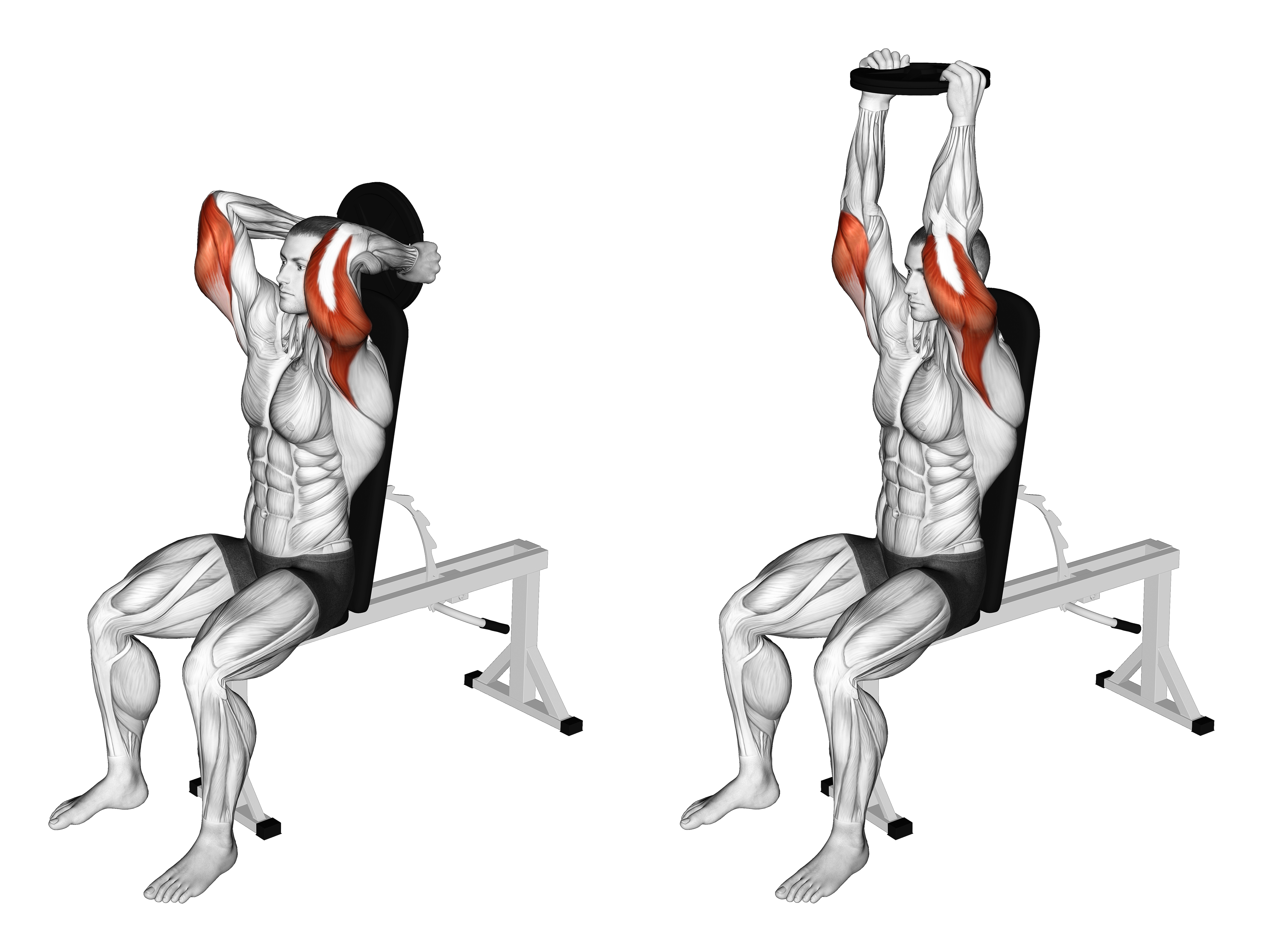 Weighted Seated Triceps Extension
