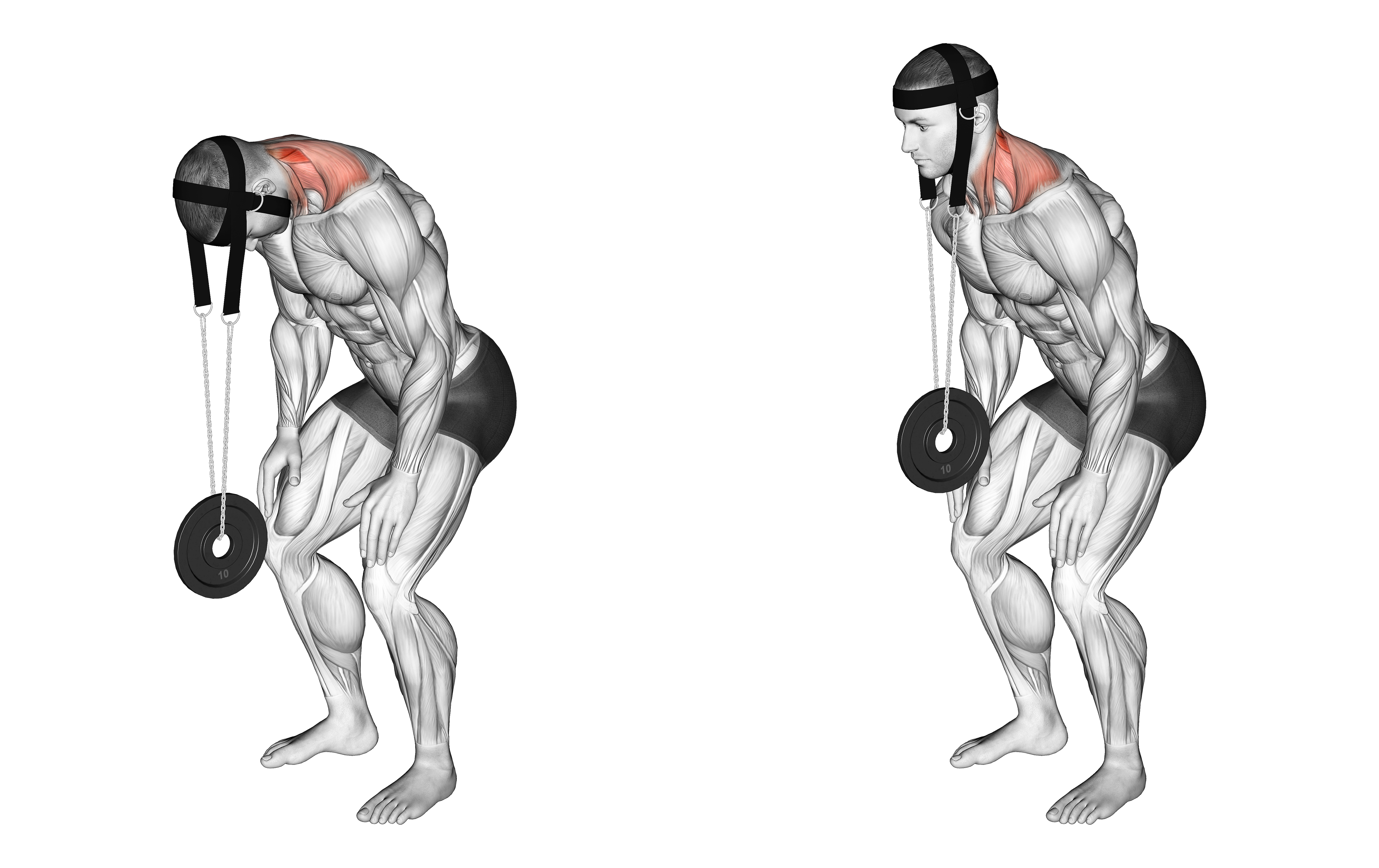 Weighted Standing Neck Extension (with Head Harness)
