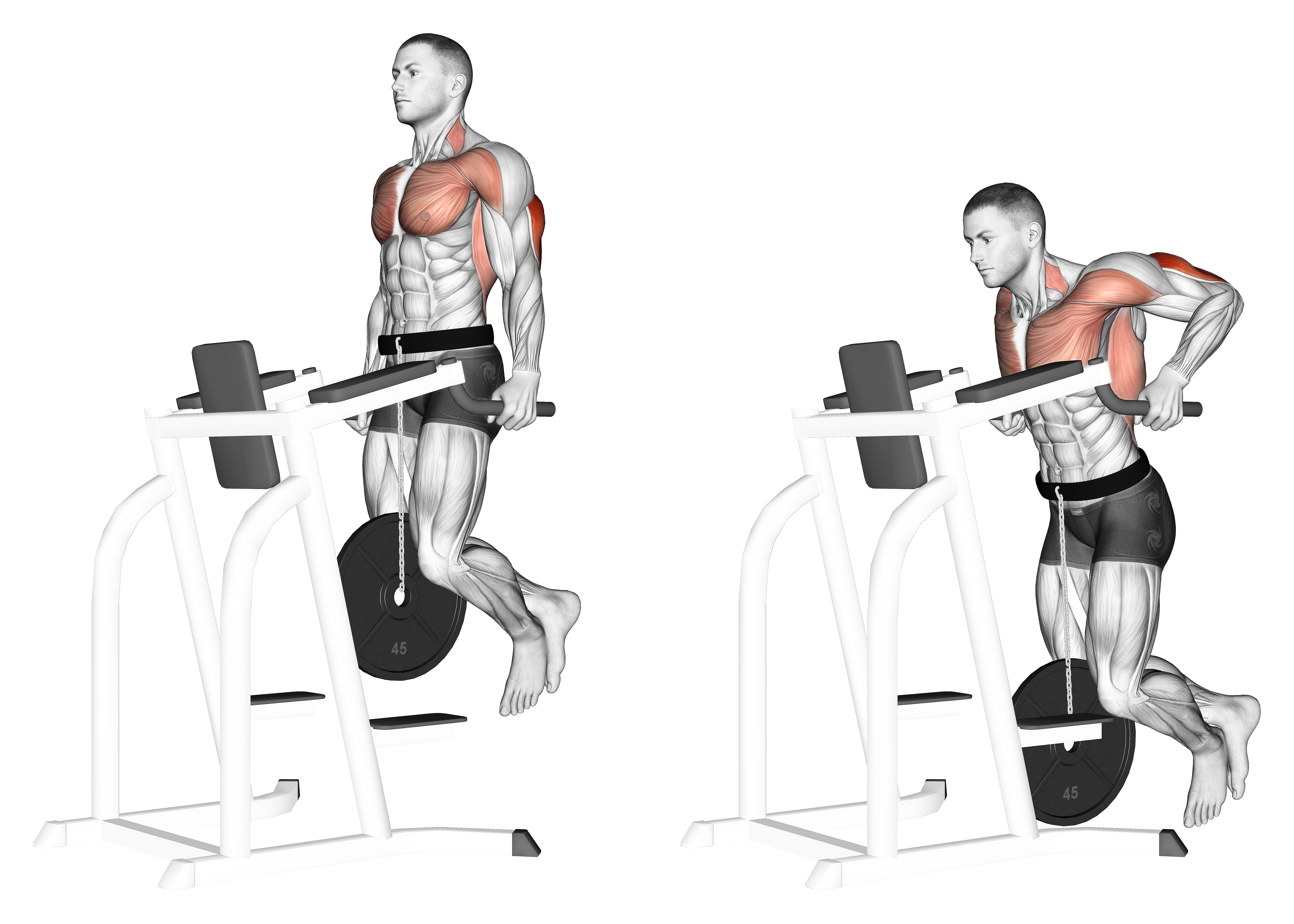 Weighted Tricep Dips